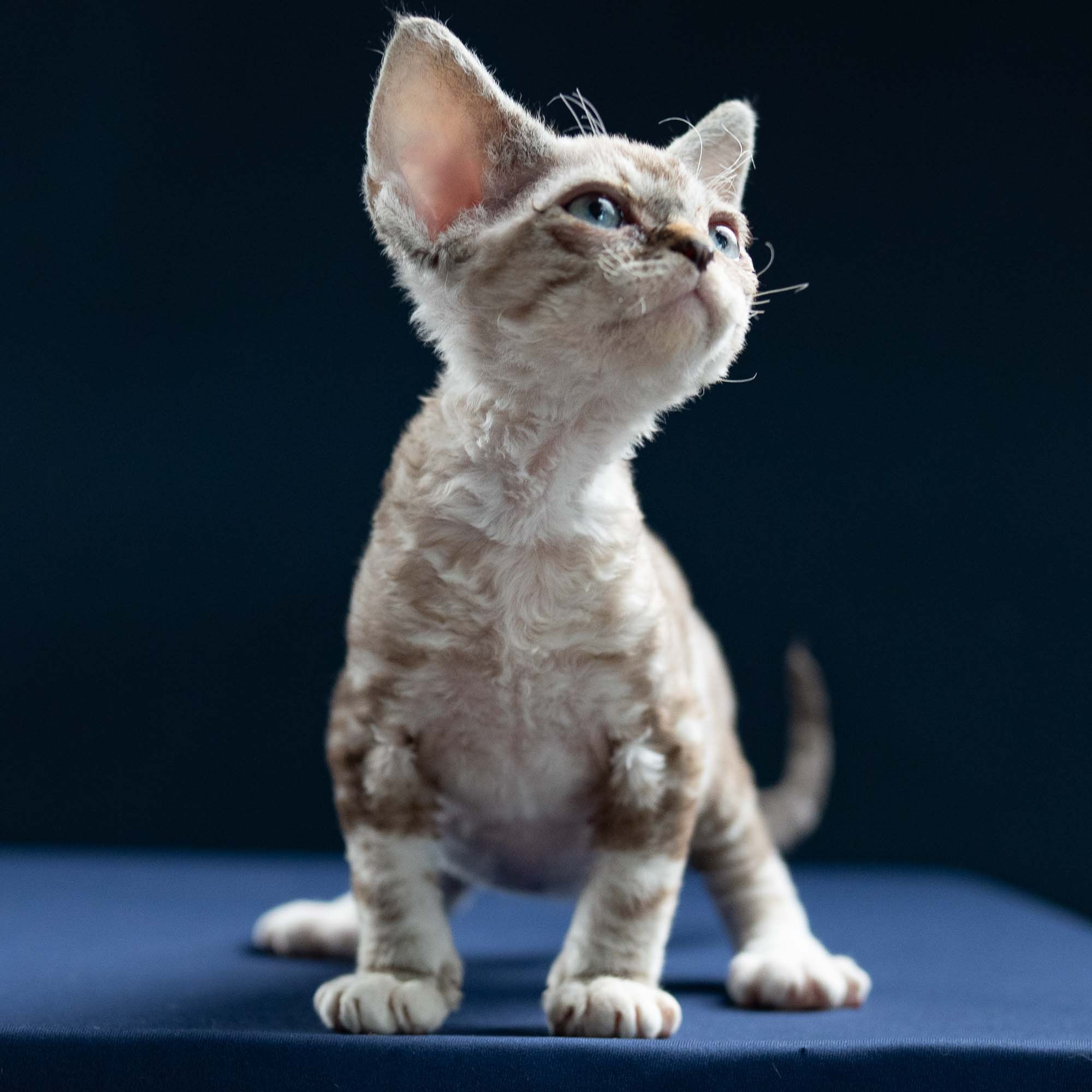 Irwin, boy, born 06.01.2025. Devon Rex Pixie Cattery