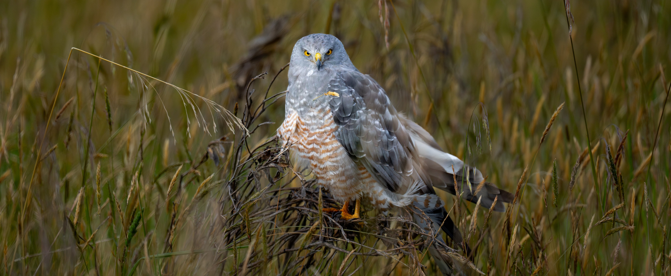 Nature photographer Yuri Soria-Galvarro