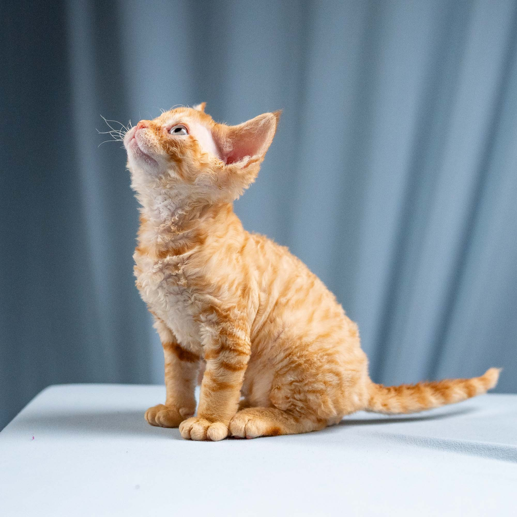 Jackie, boy, born 06.25.2025. Devon Rex Pixie Cattery