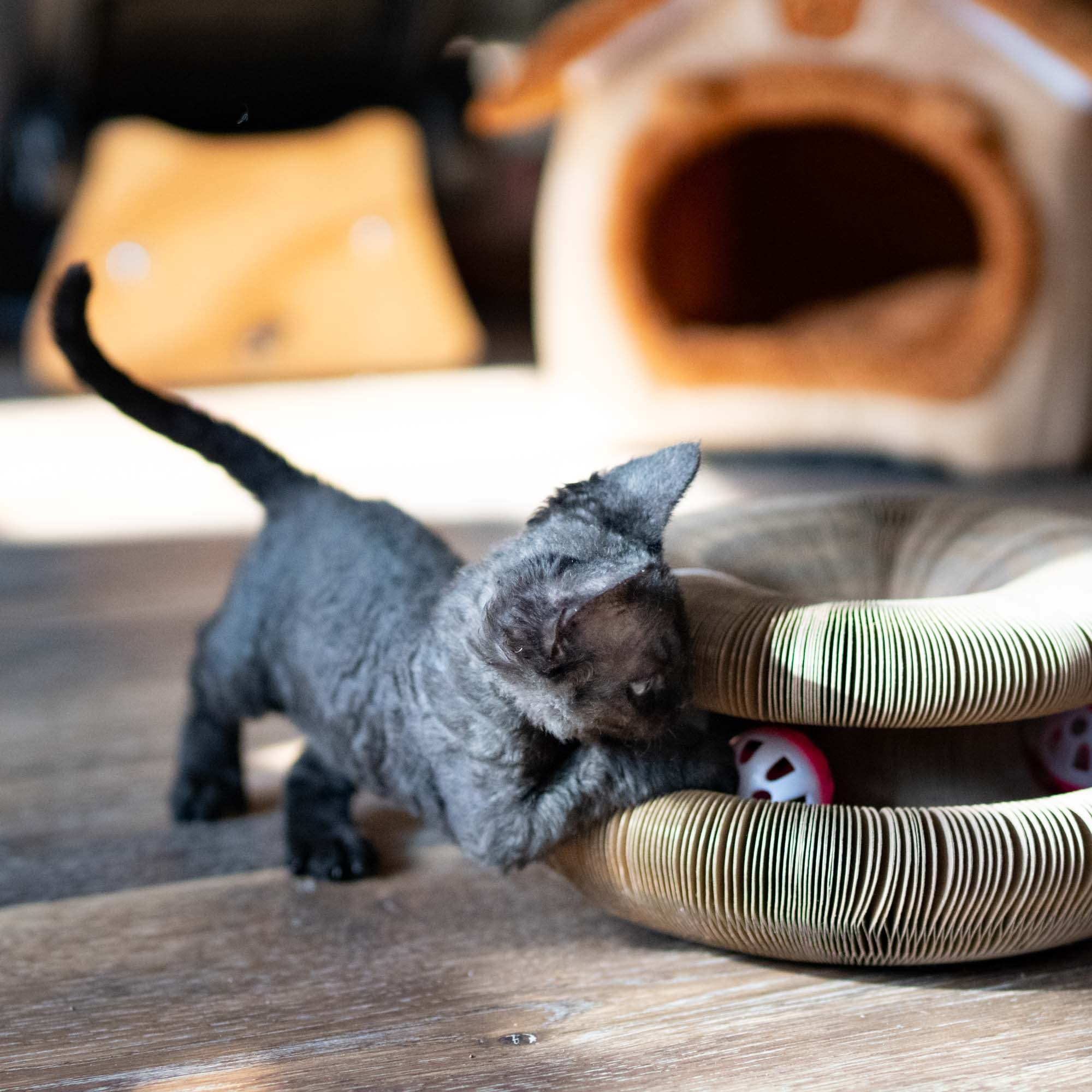Smoke, boy,  born on  04.11.24, Sold. Devon Rex Pixie Cattery