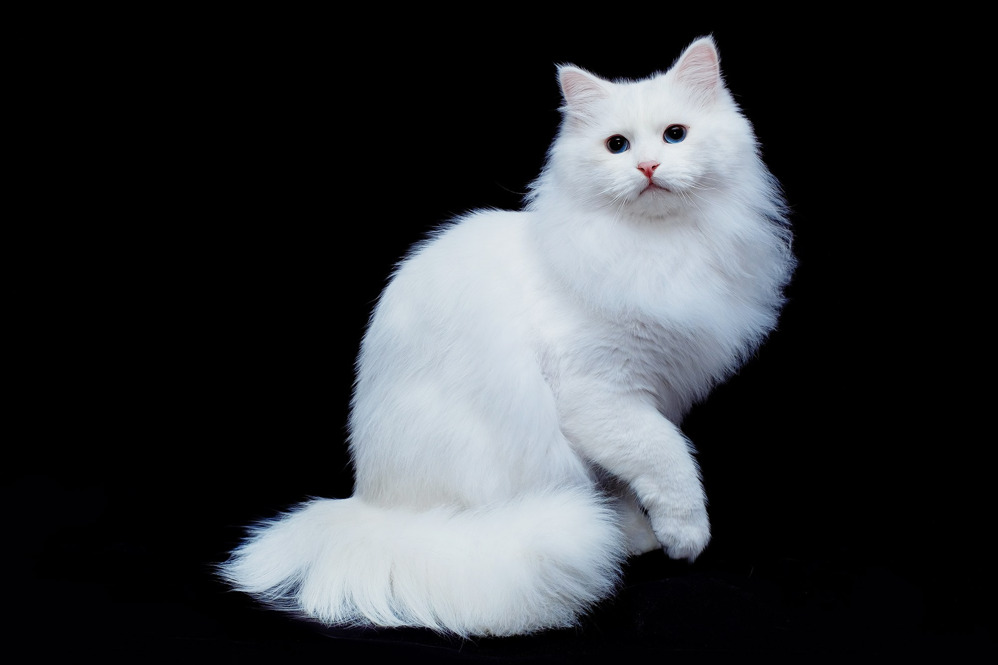Zuchtkater | Male. Photographer Татьяна