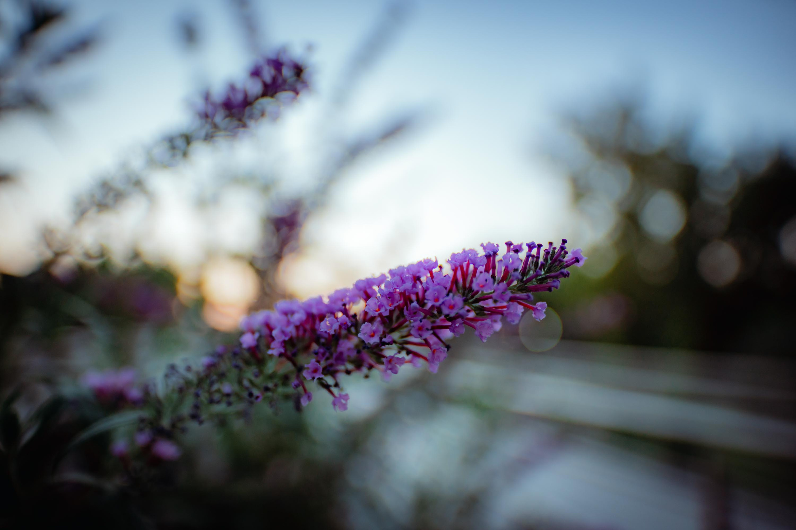 SIGMA 20 mm F/1.4 DG HSM Art. Фотограф Григорий Кравец