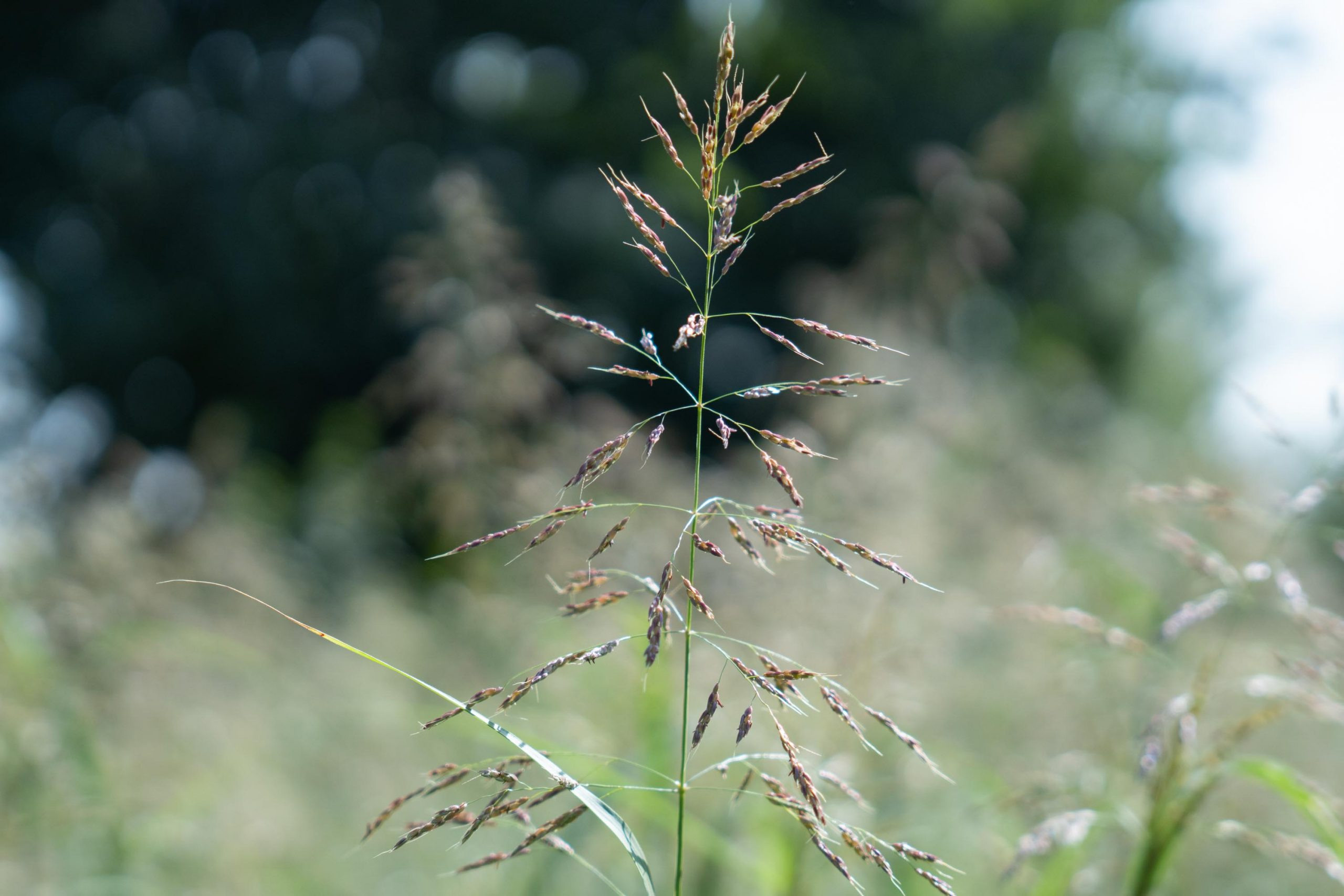 SIGMA 28-70 °F/2.8 DG DN Contemporary. Фотограф Григорий Кравец