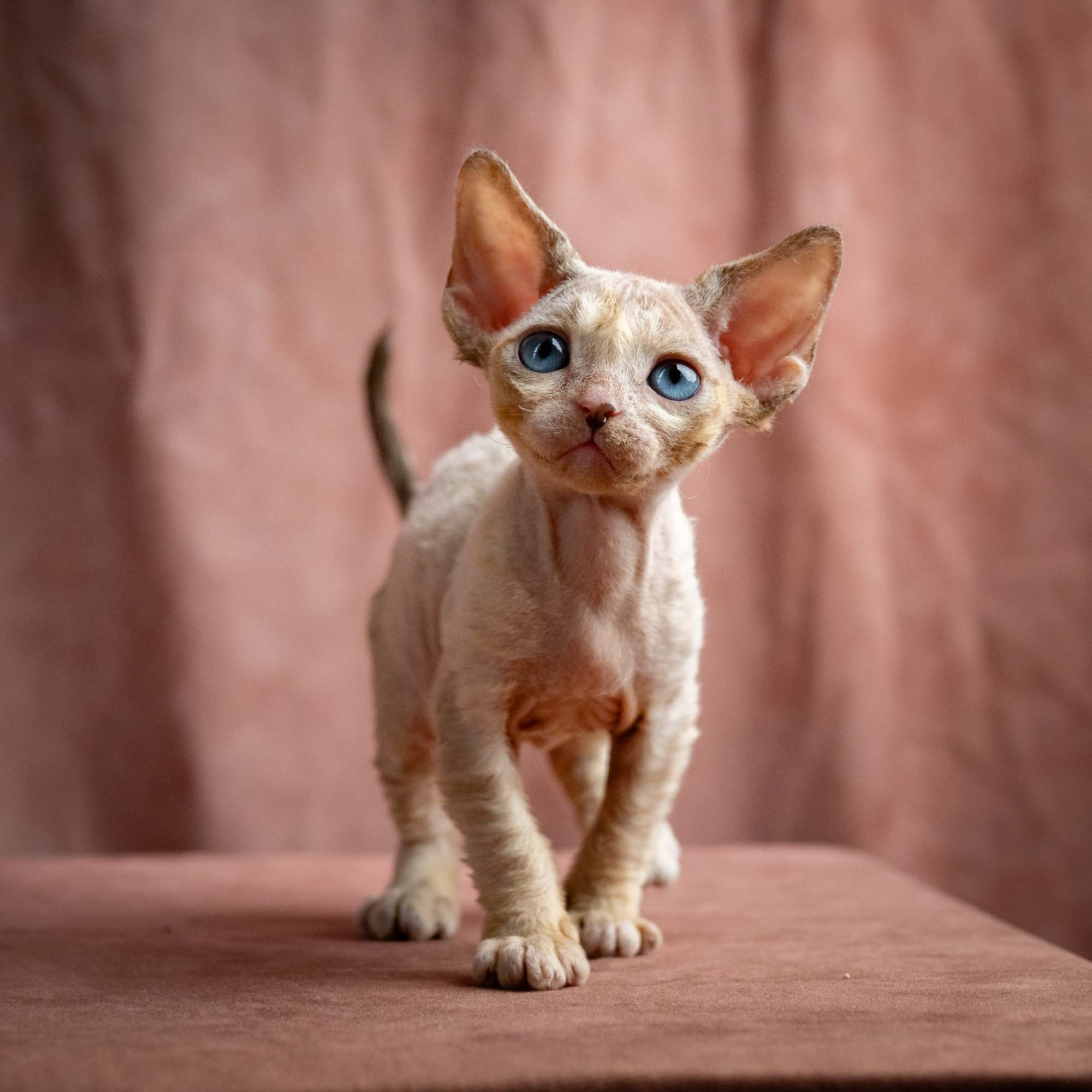 Rocco, boy, born 05.08.26. Devon Rex Pixie Cattery