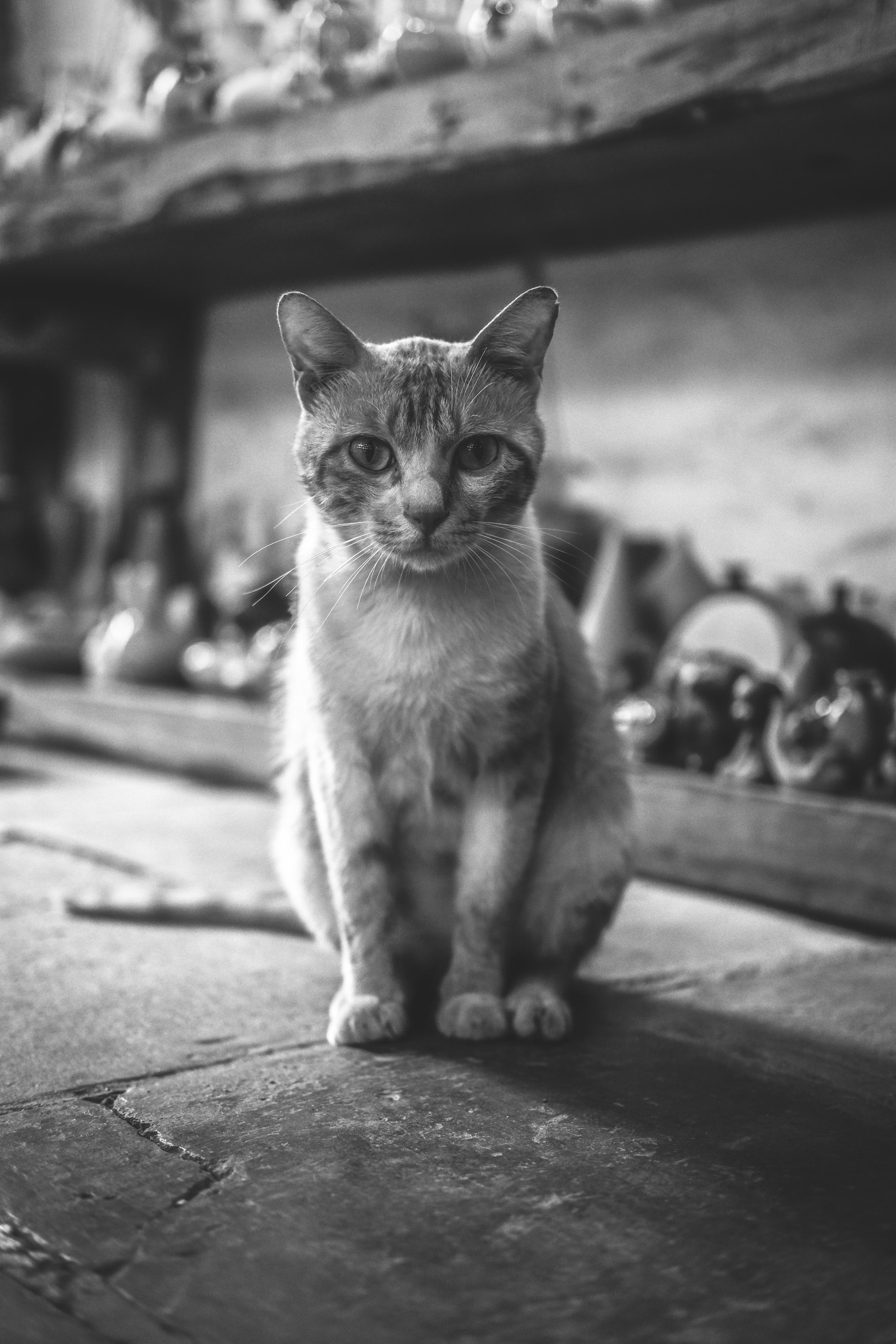 Stray Cats | Stray cats Animal | FUJIFILM X-Pro3 | YuKo Photography 📸🐾 Travel Photography | Fujifilm Adventures | Stray Cats Chronicles | Stray Cat photography | Stray cat photos