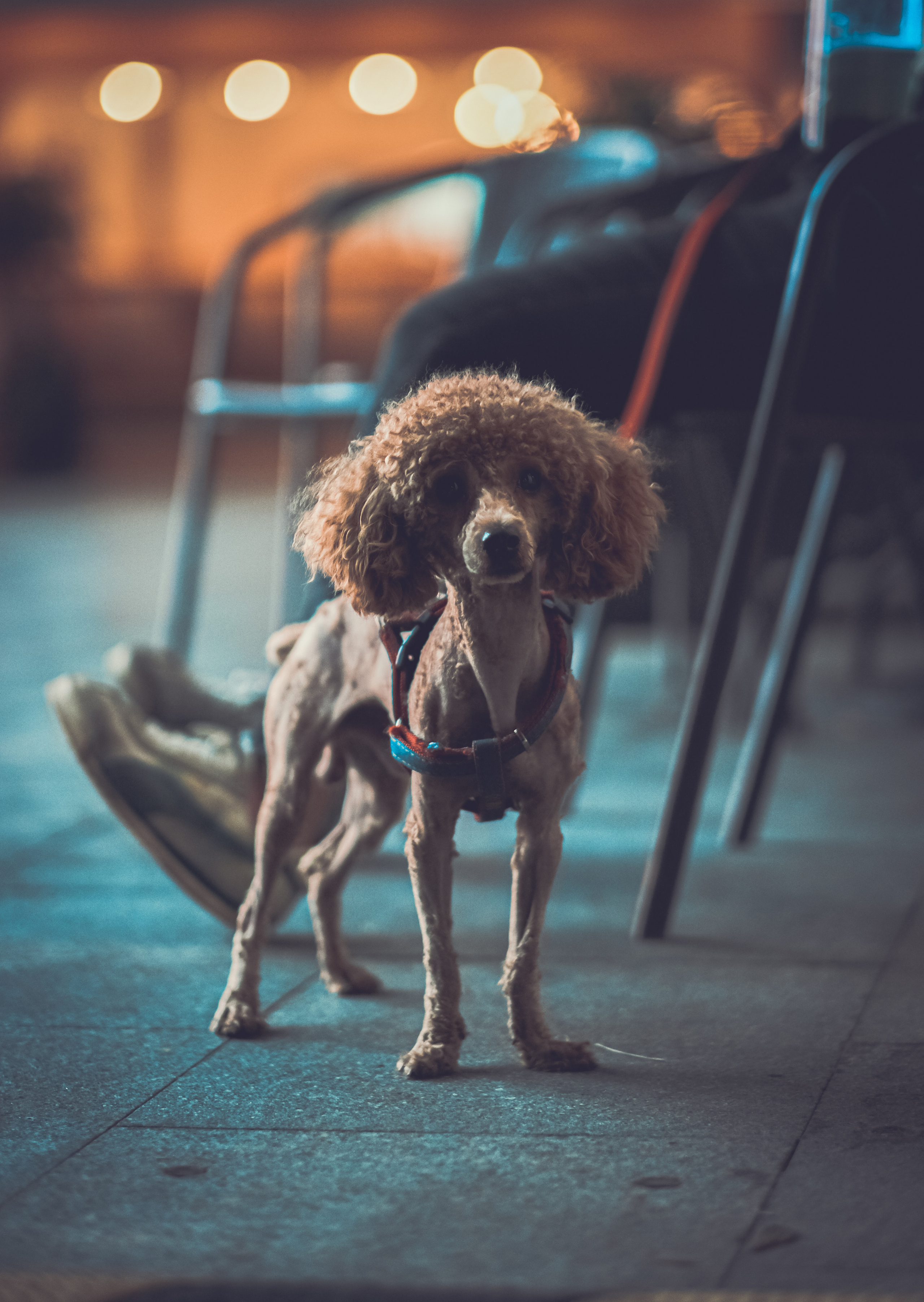 Street Puppy | Cute Puppy | Night Zhuhai photography | Night City In Zhuhai |Guangdong province. Camera: FUJIFILM X-Pro3 56mm F1.2