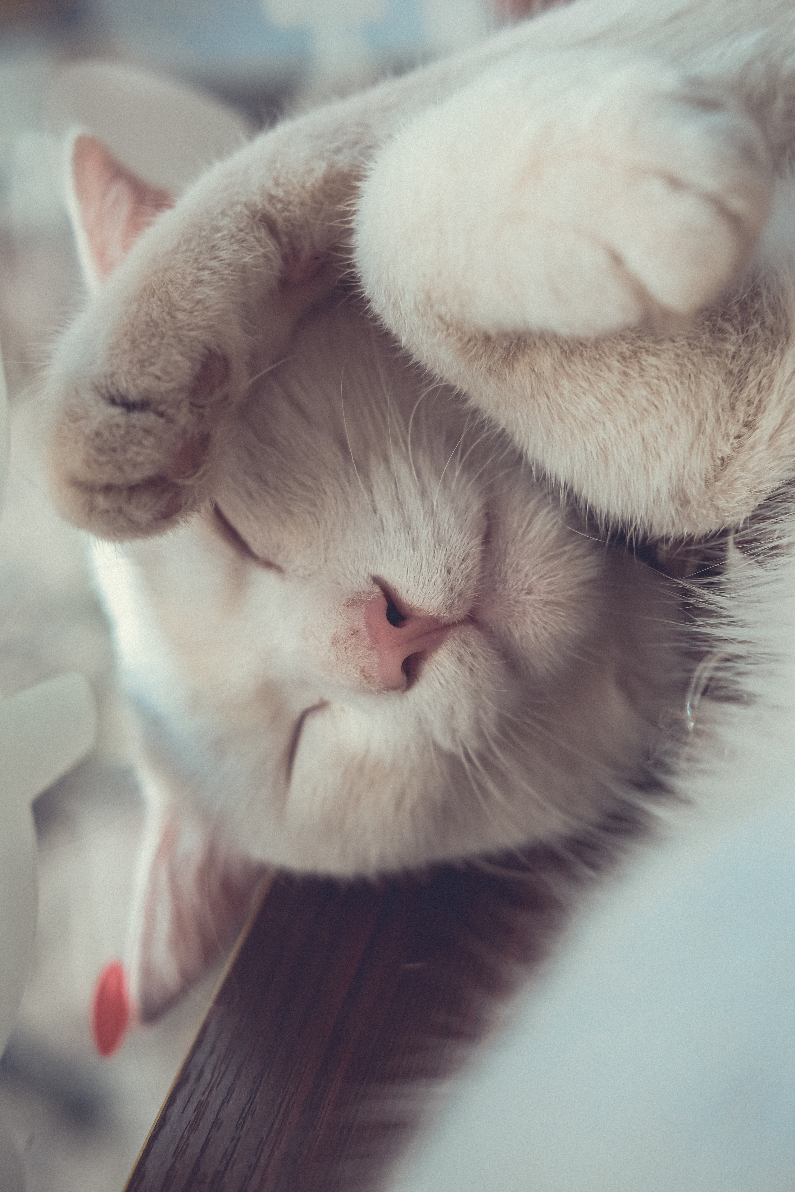 Stray Cats | Stray cats Animal | FUJIFILM X-Pro3 | YuKo Photography 📸🐾 Travel Photography | Fujifilm Adventures | Stray Cats Chronicles | Stray Cat photography | Stray cat photos
