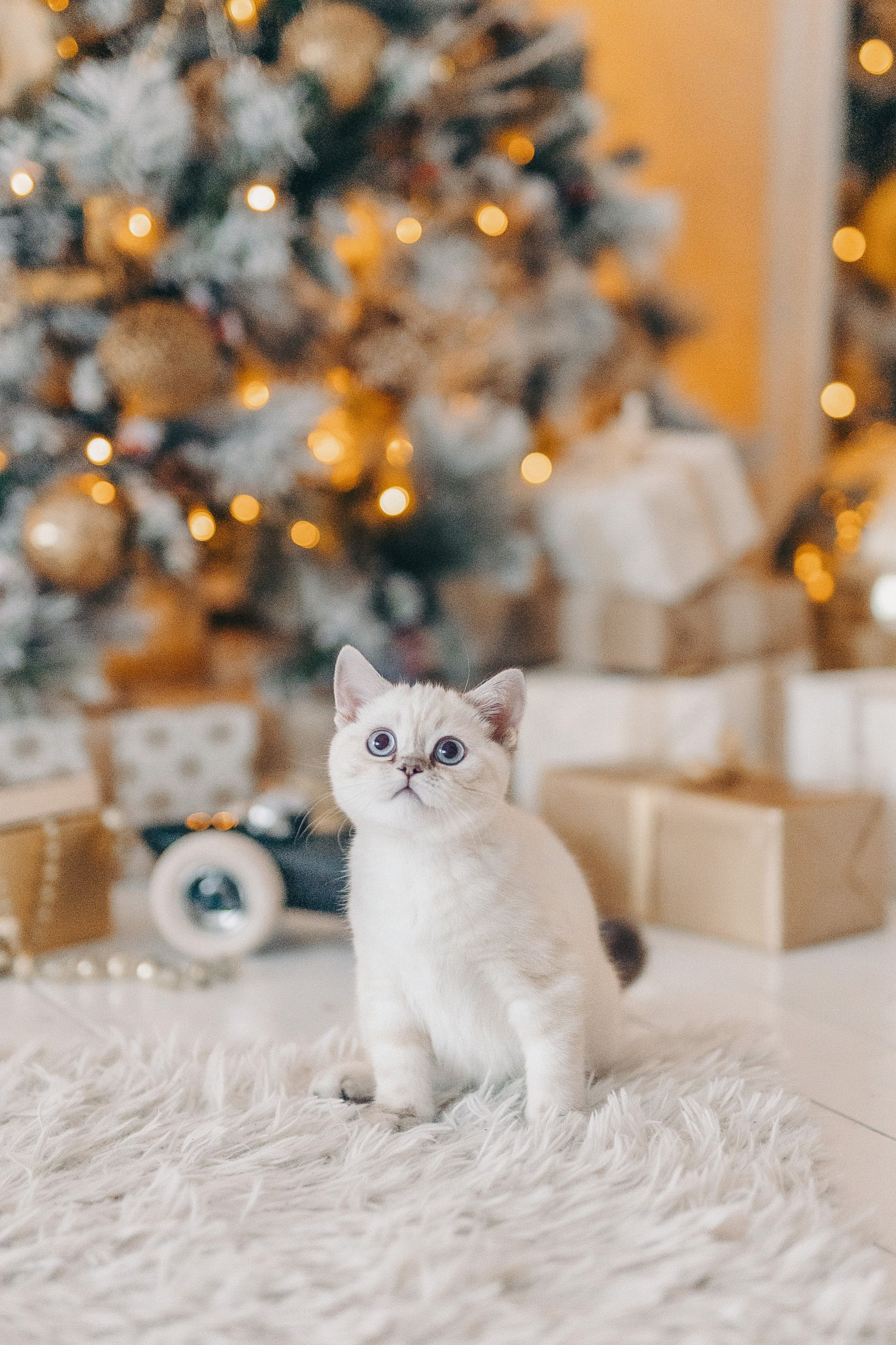 Новогодние фотосессии. Фотограф в Таллинне — портретные, семейные и детские фотосессии