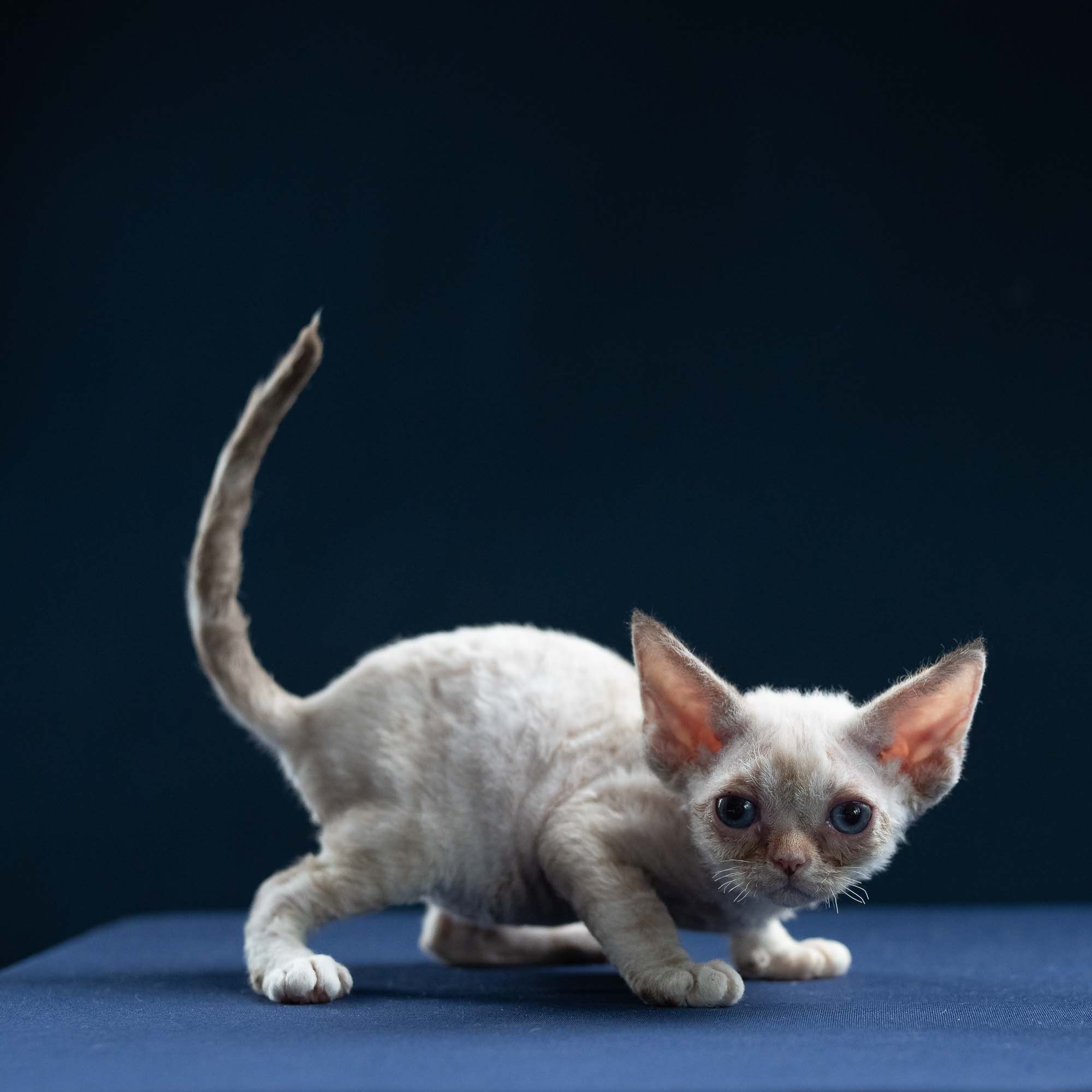 Ivy, girl, born 06.01.2025. Devon Rex Pixie Cattery