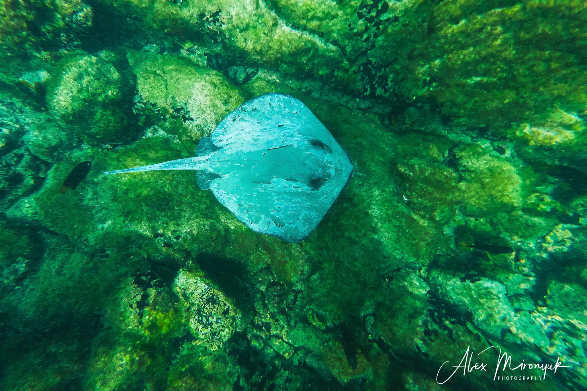 Galapagos Islands Adventure. Alex Mironyuk Photography
