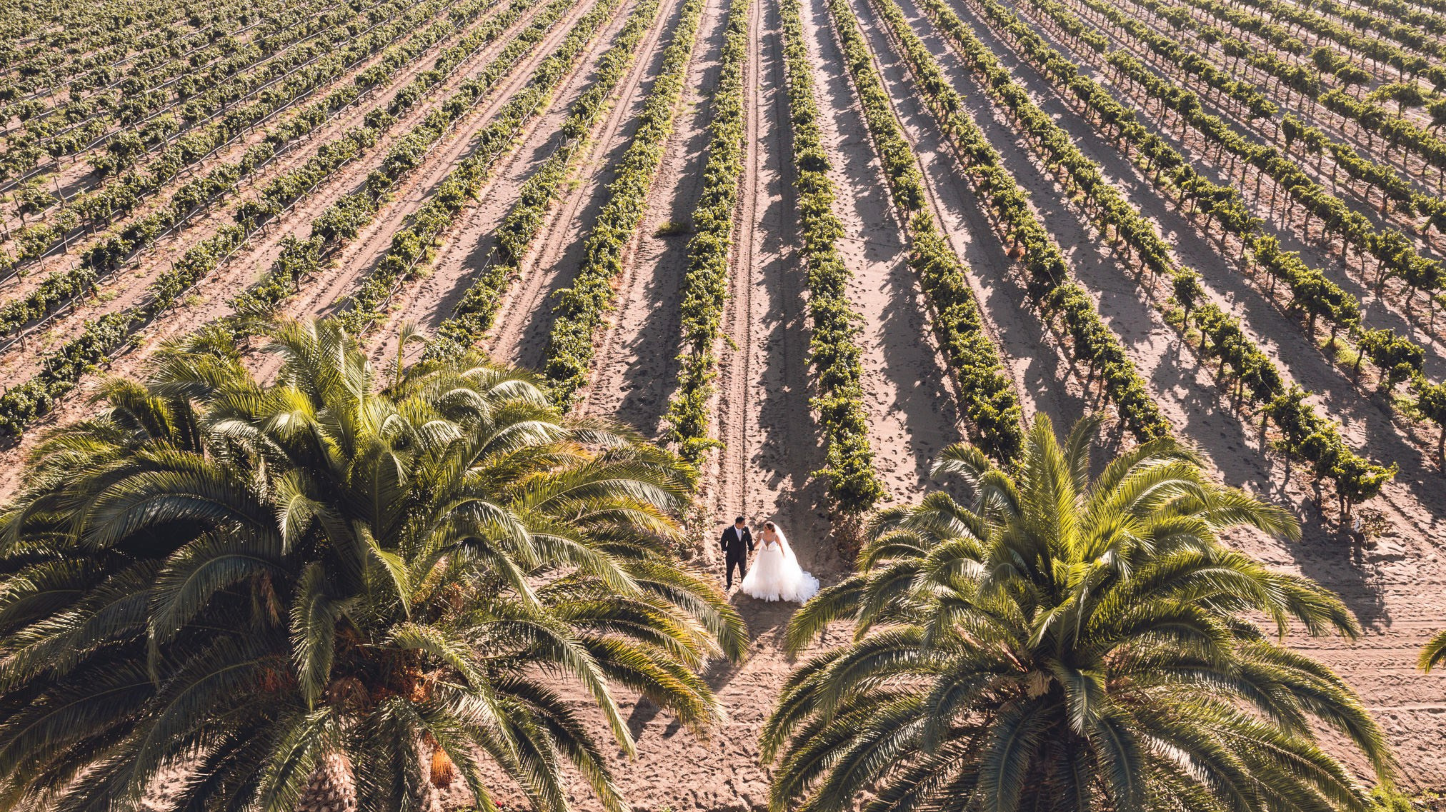 LA Cetto Valle de Guadalupe Boda Araceli e Israel. Estudio de fotografia en Tijuana