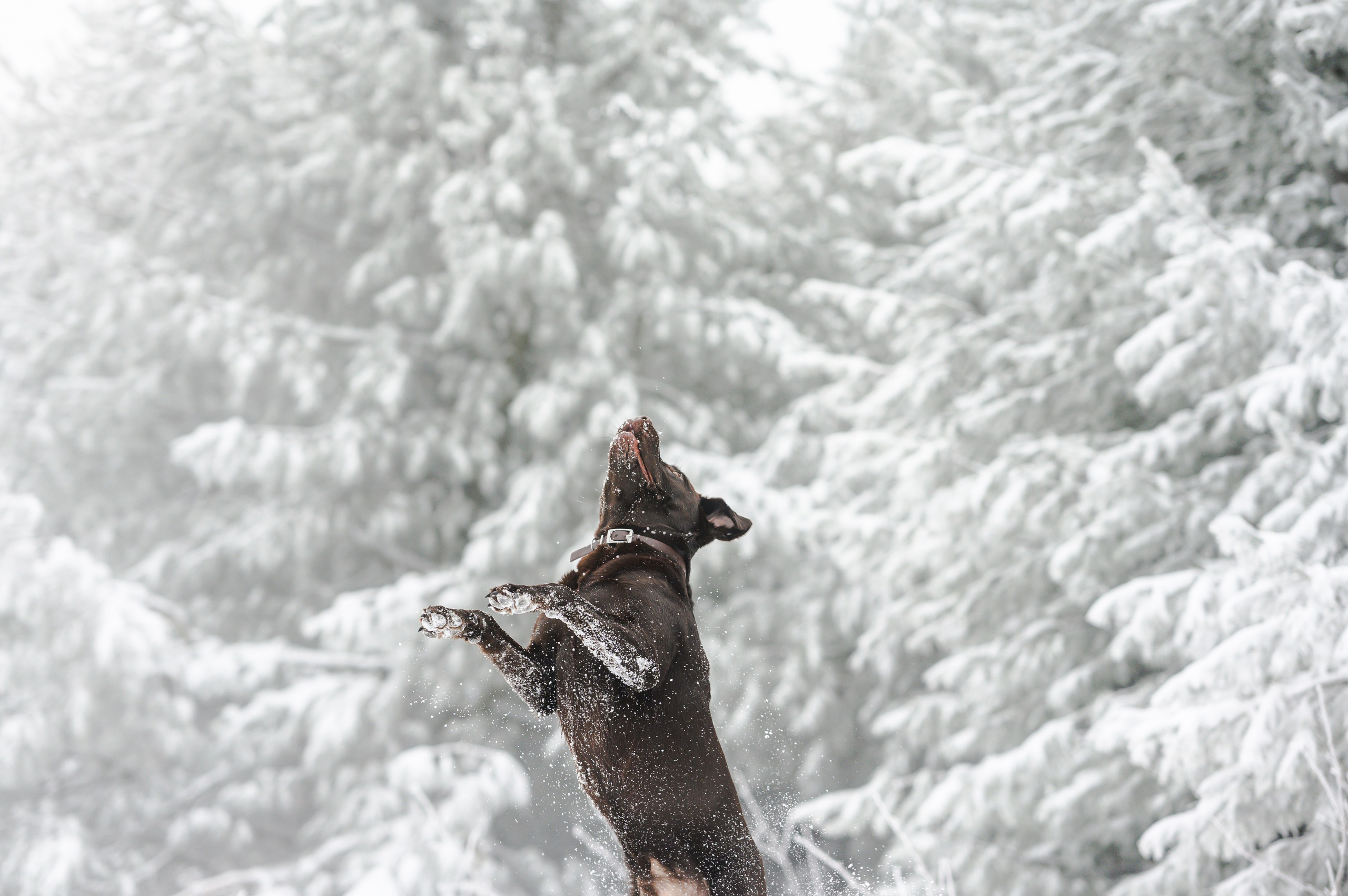 Unvergessliches Winter-Hundeshooting im Erzgebirge. RawPeek