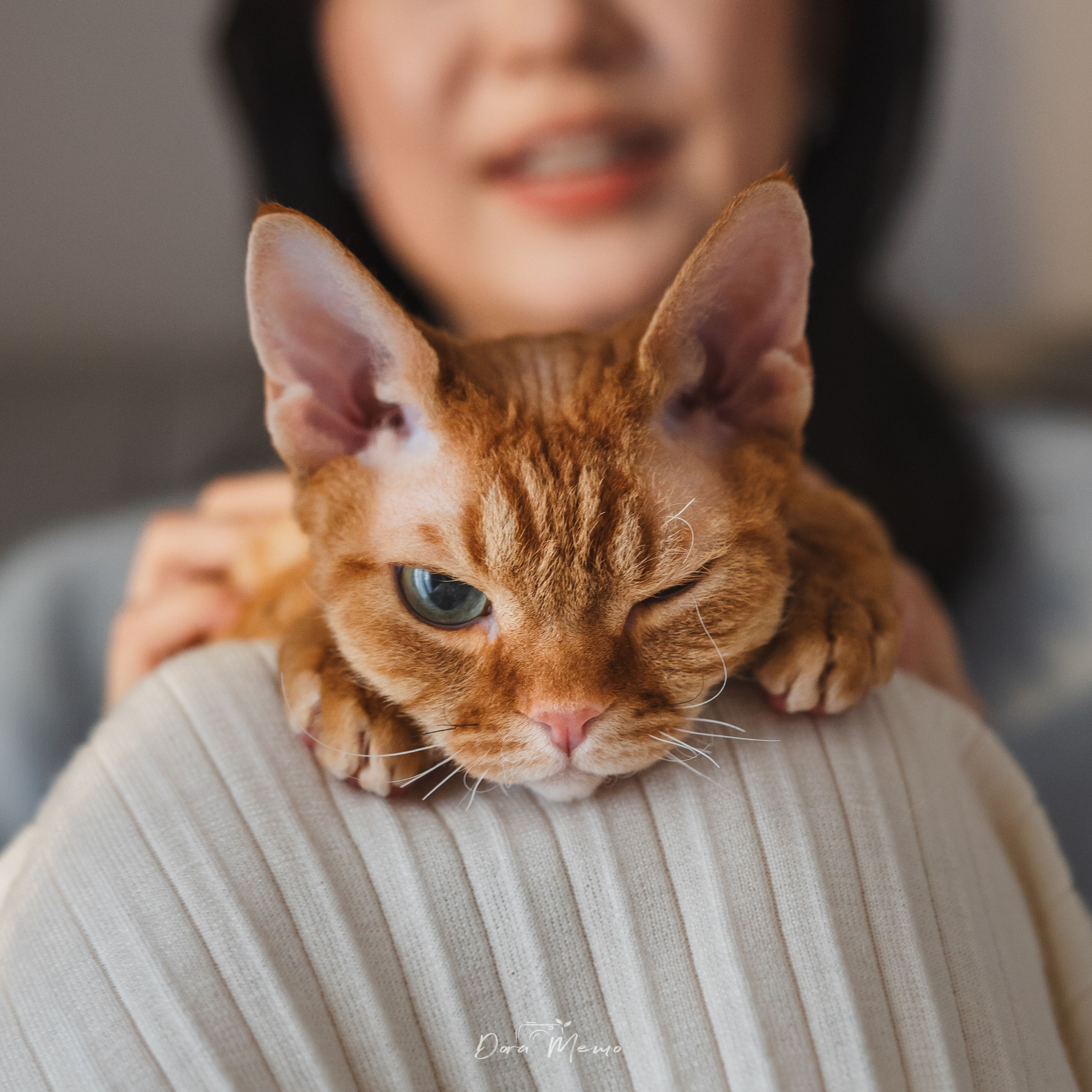 Close-up portrait of a Devon Rex cat during a birthday pet photoshoot