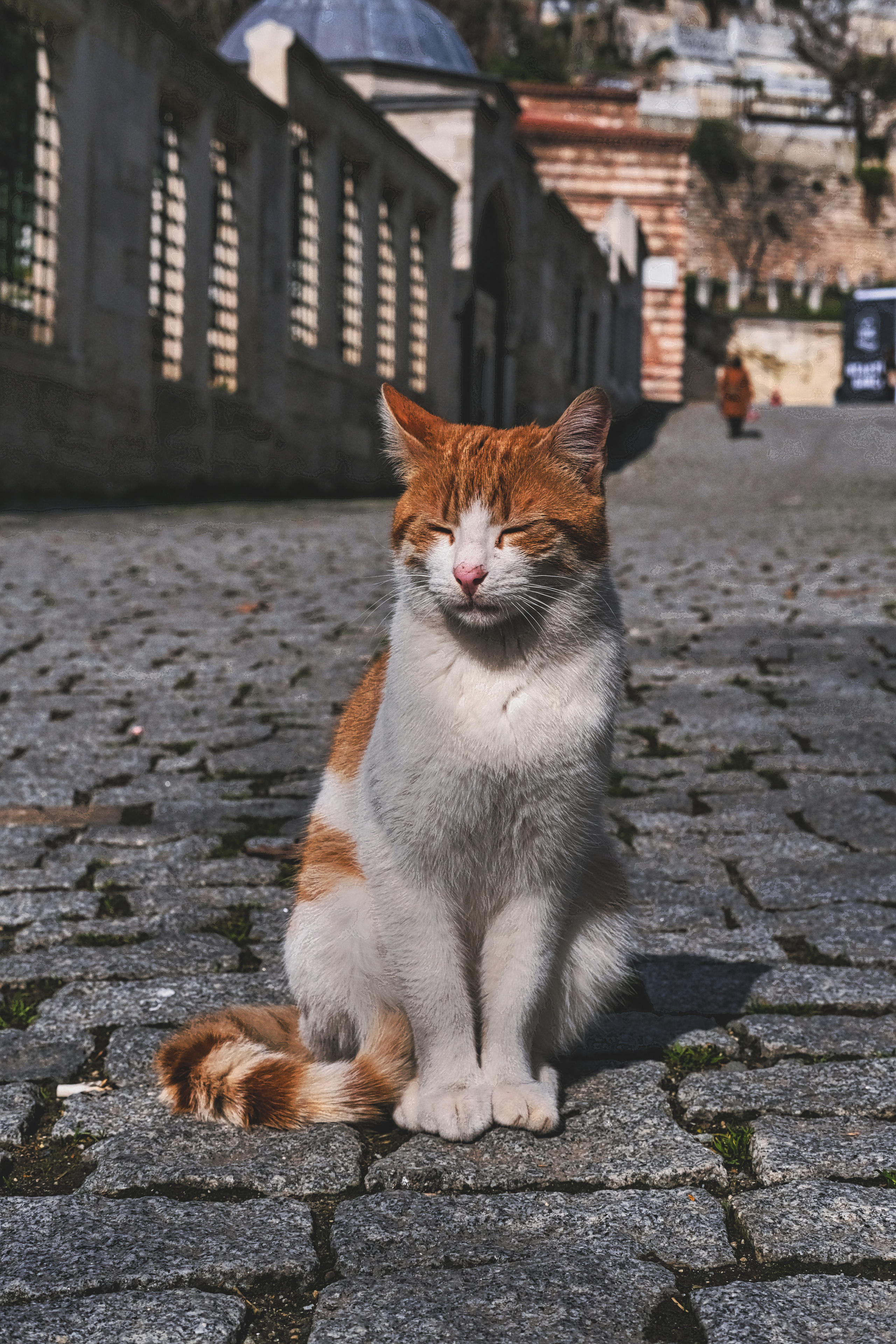 Istanbul Cat | Street Photography Istanbul 2022 | Turkey