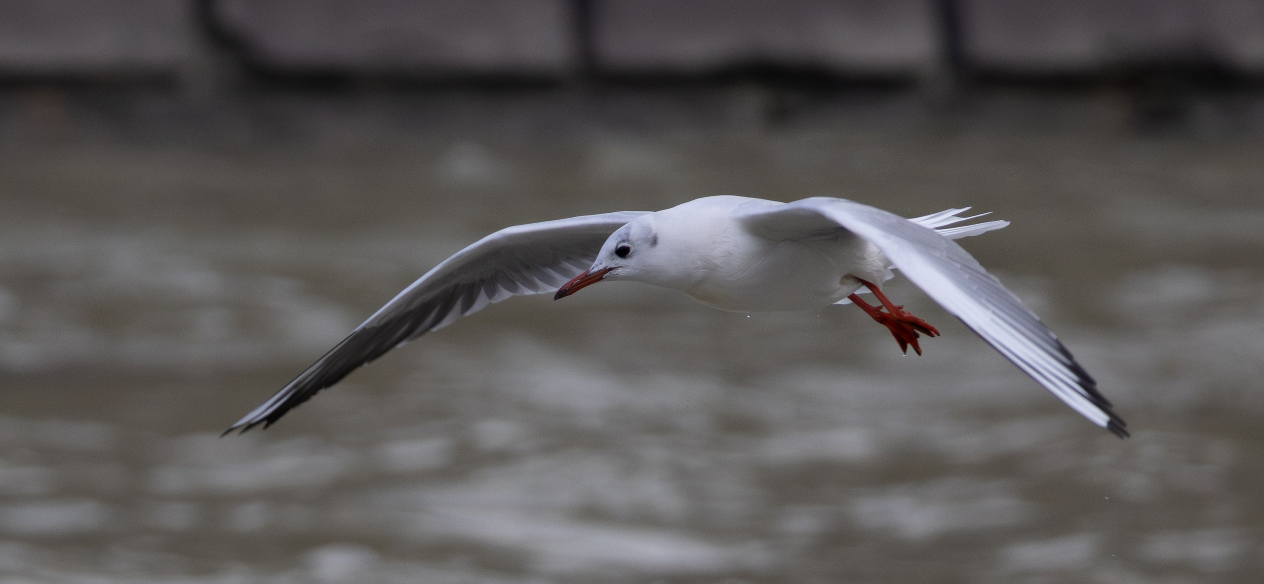 ფრთა ბუმბულისა და ფრთა რკინისა. FramefreeMan