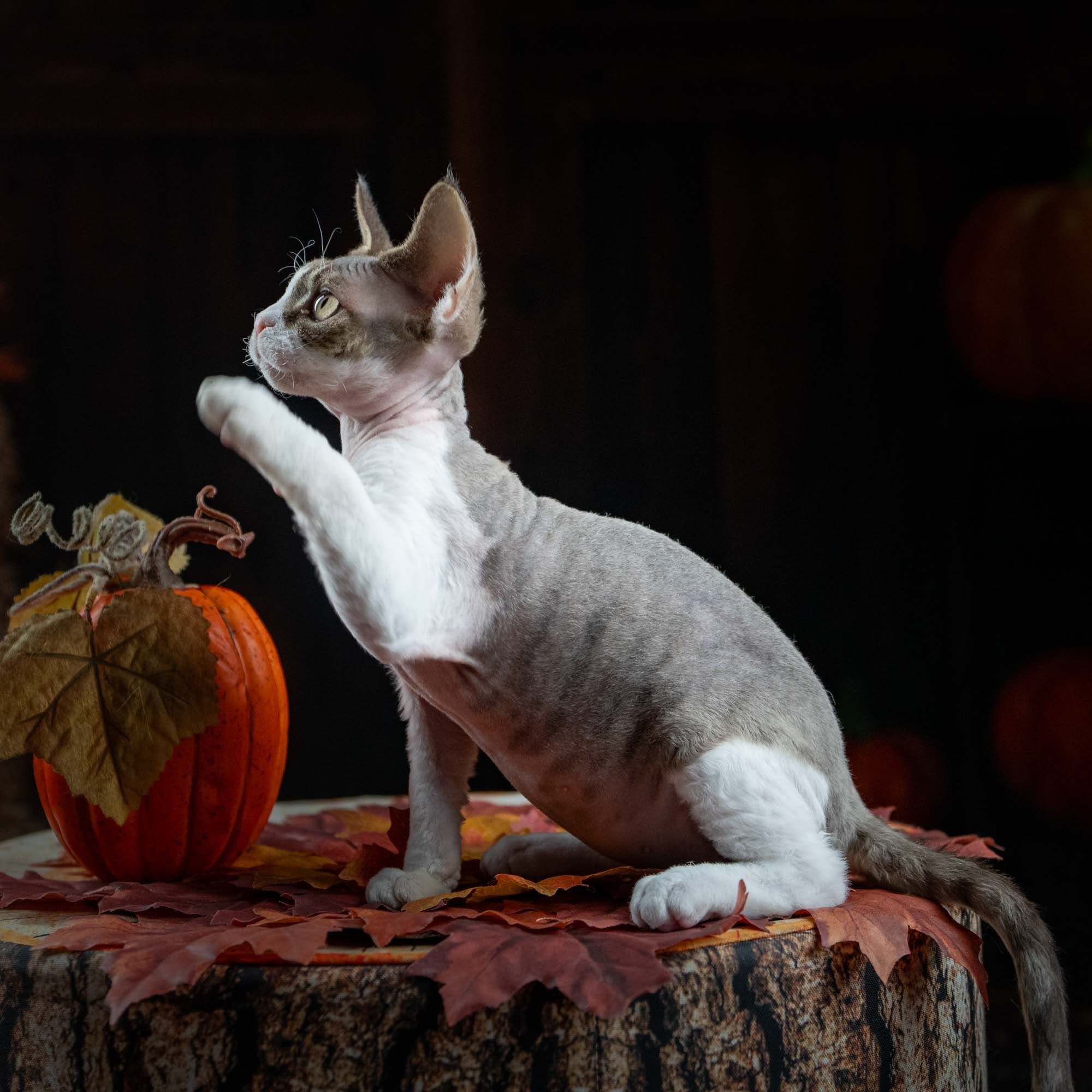 Eddie, boy, born on 06.09.24 Sold. Devon Rex Pixie Cattery