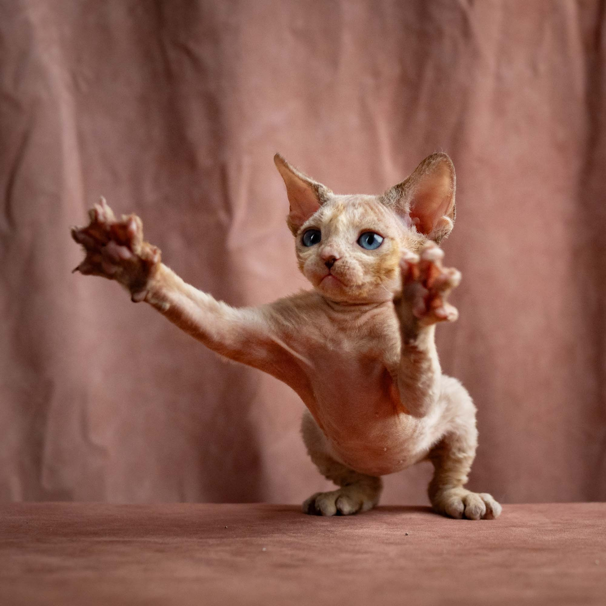 Rocco, boy, born 05.08.26. Devon Rex Pixie Cattery