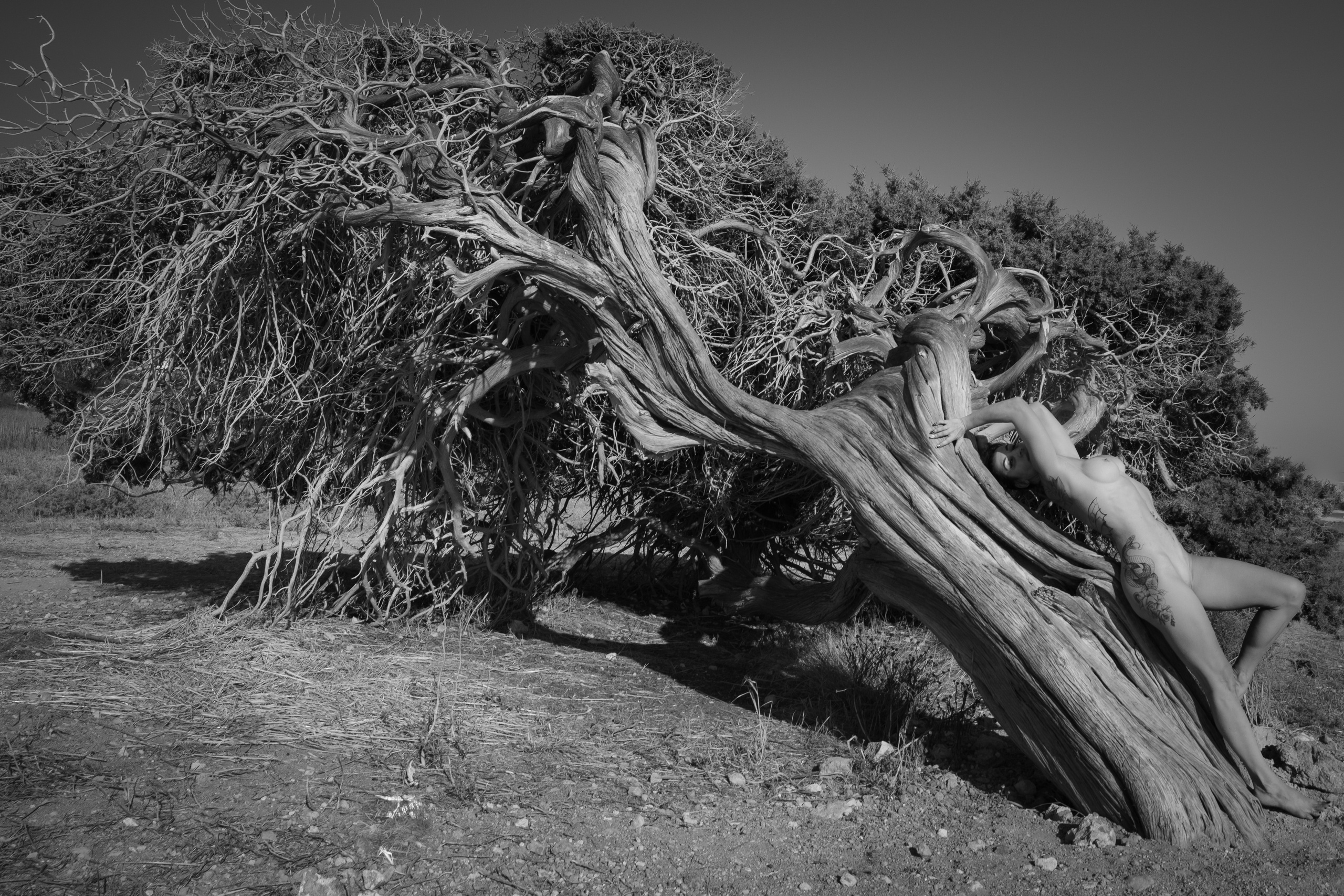 Girl and the tree. Photographer in Cyprus Lena Kirilishina