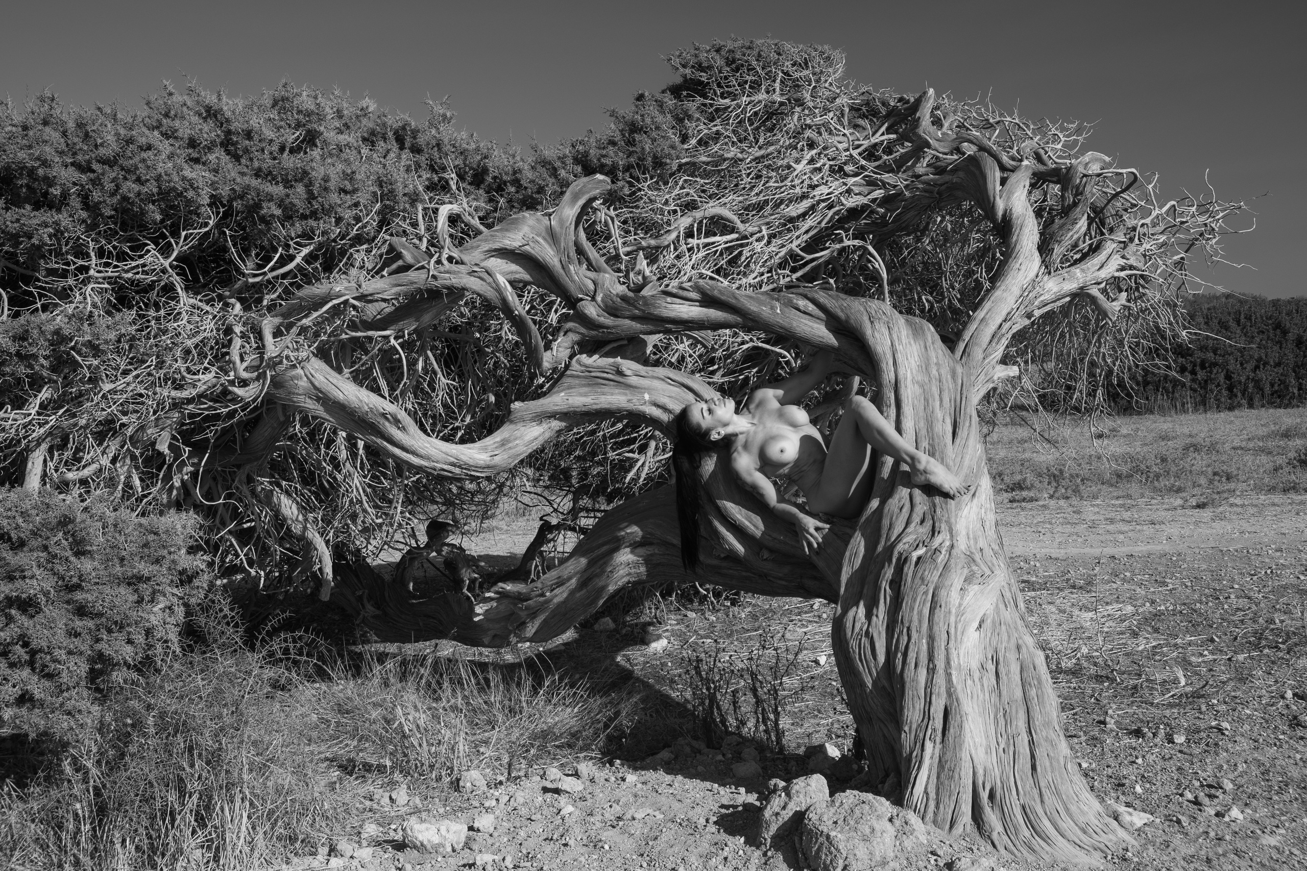 Girl and the tree. Photographer in Cyprus Lena Kirilishina