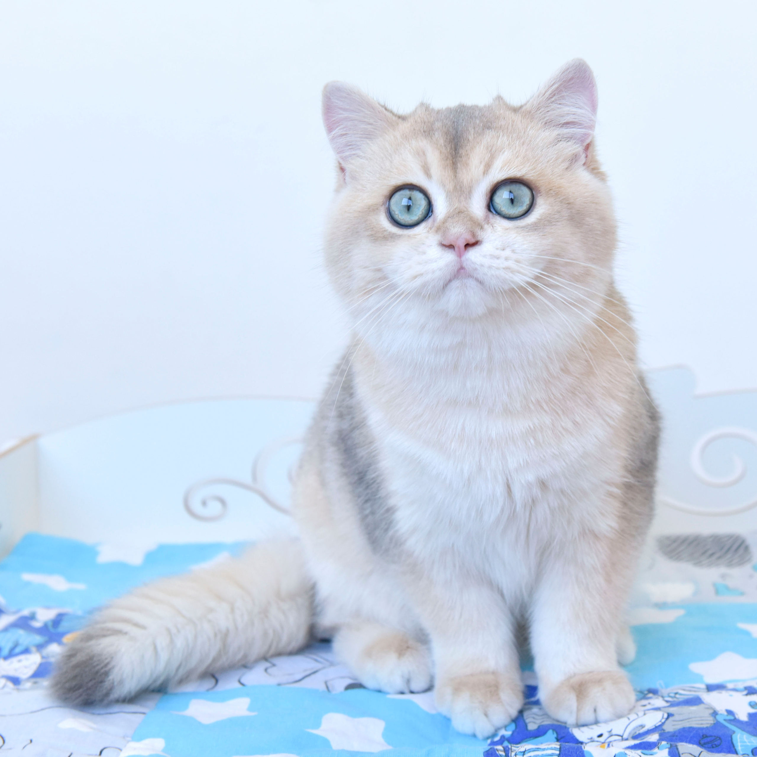Cattery British shorthair Cyprus, cattery british shorthair Limassol,. British shorthair Cyprus, british shorthair cattery in UK, british cat