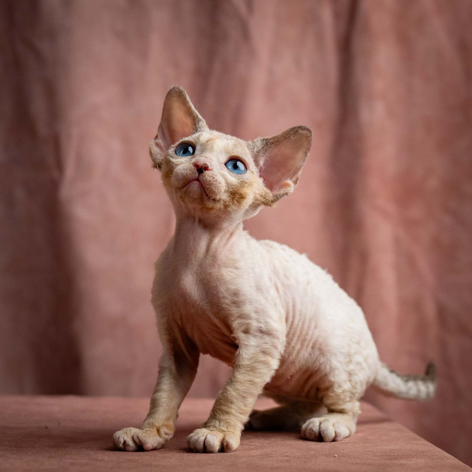 Rocco, boy, born 05.08.26. Devon Rex Pixie Cattery
