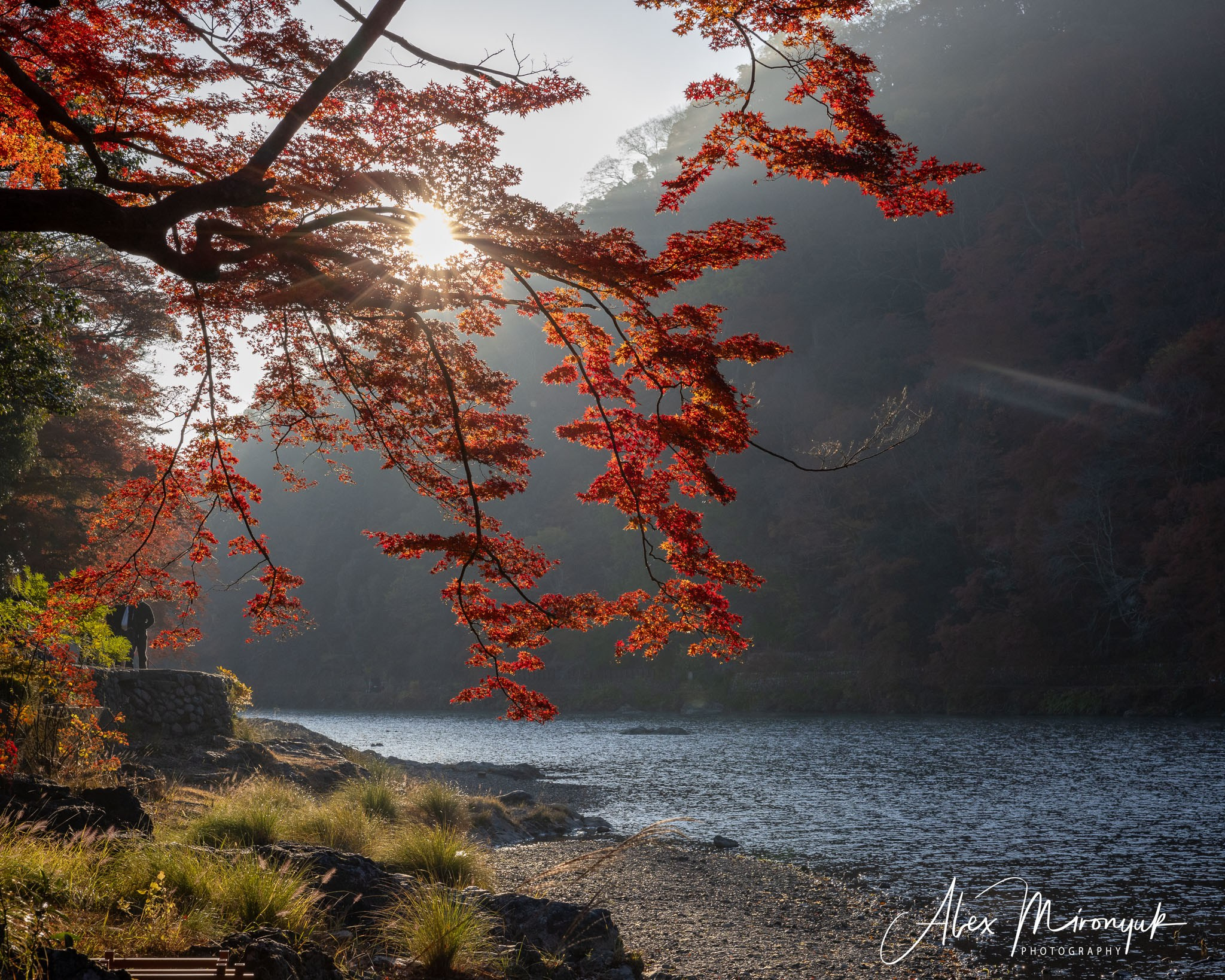 Autumn Colors of Japan. Pet, Senior, Landscape, portrait studio, photographer in Miami and Sou