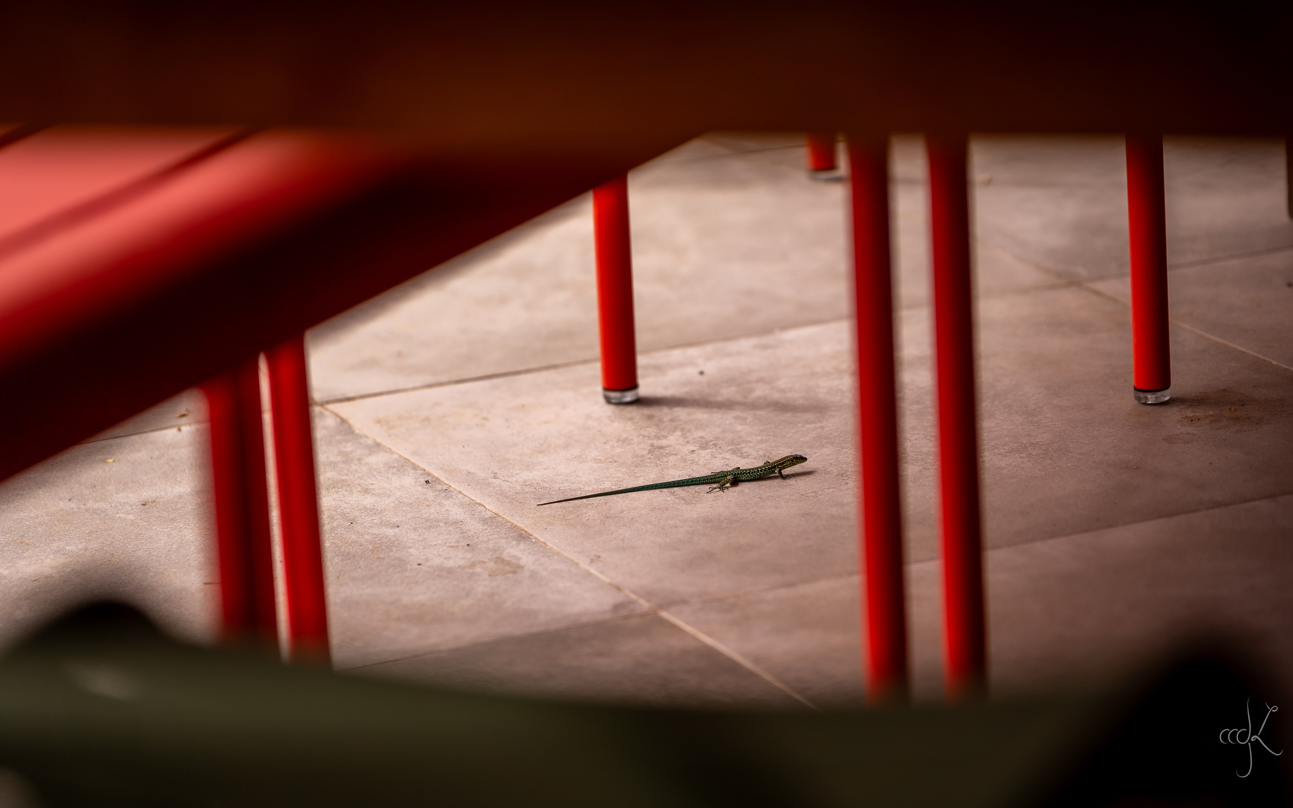 FLOWTIME: the 6th Cargèse summer school. Expect Miracles Photography by Kate & Andrew