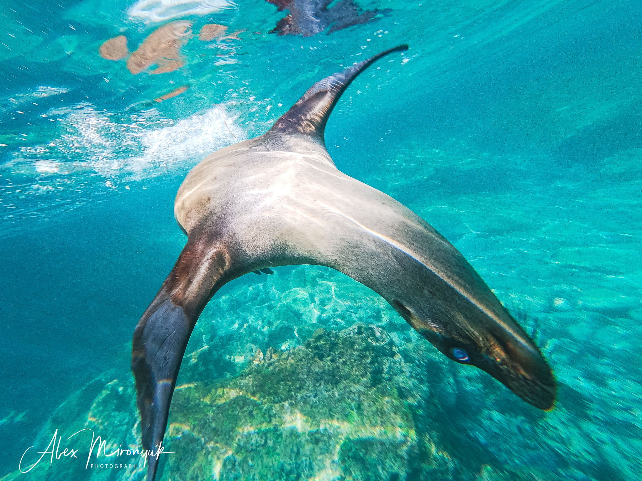 Galapagos Islands Adventure. Alex Mironyuk Photography