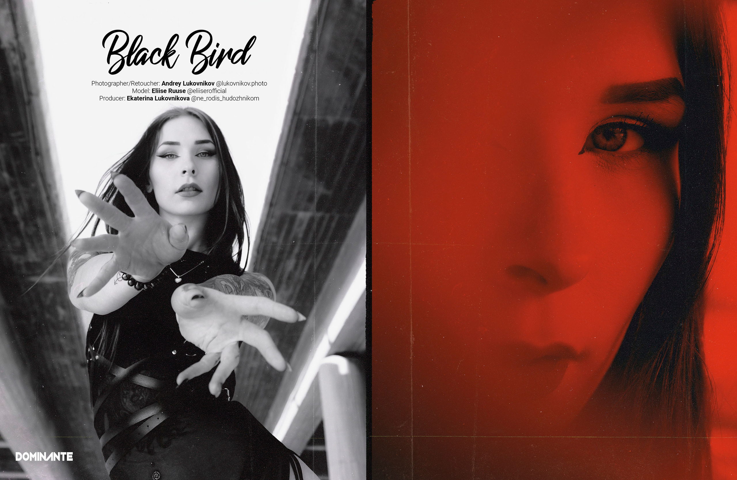 Black Bird