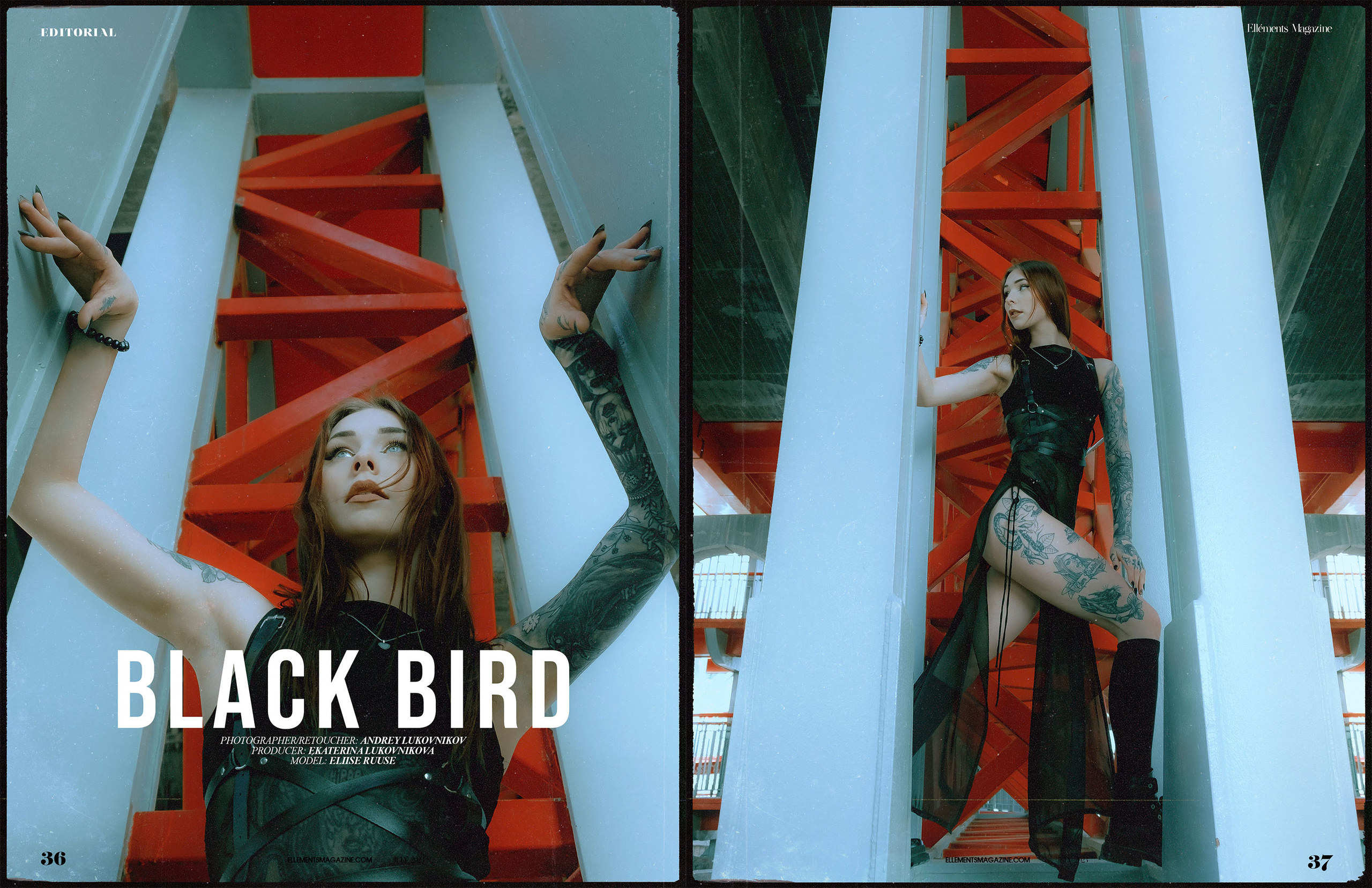 Black Bird