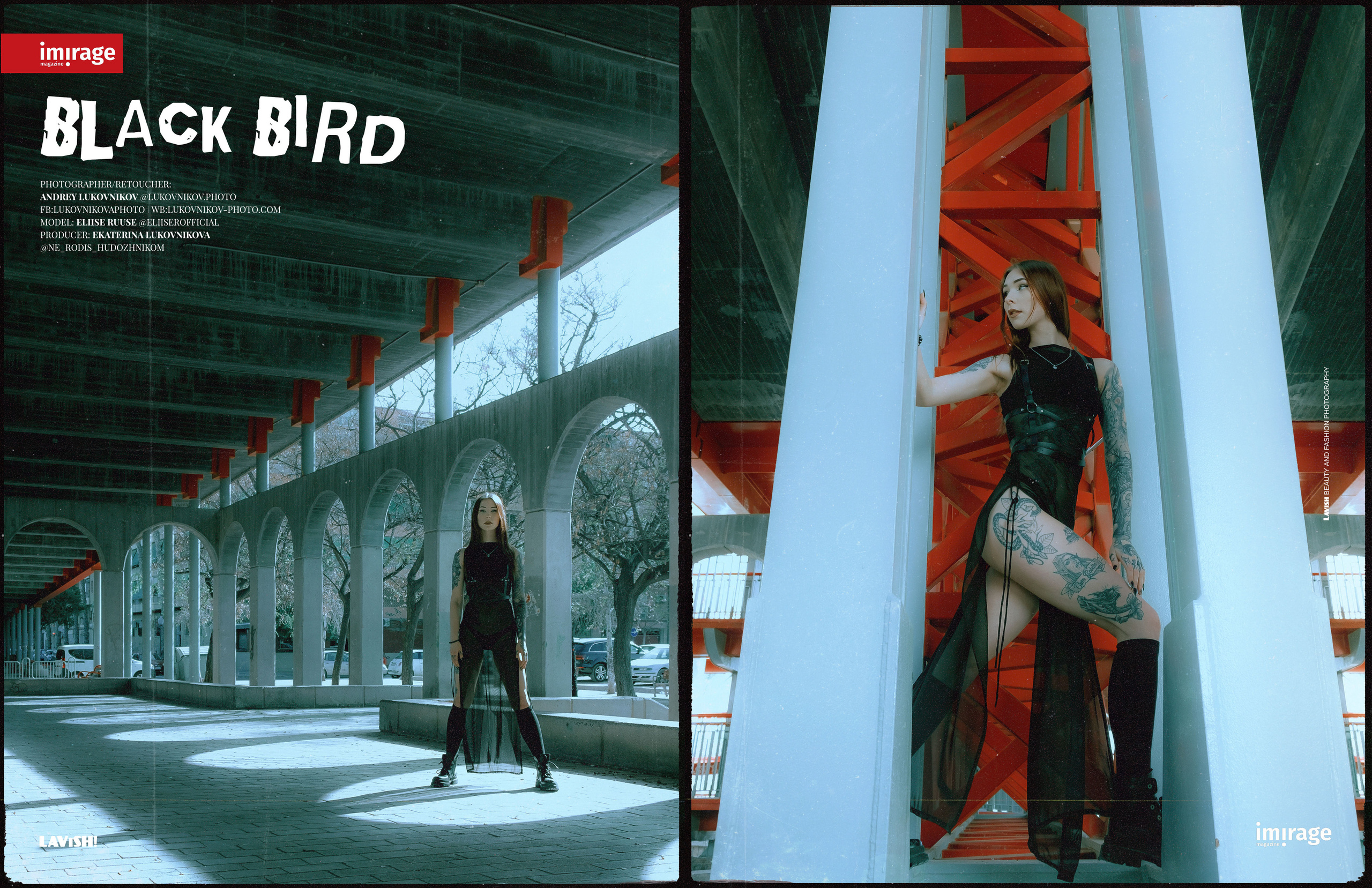 Black Bird