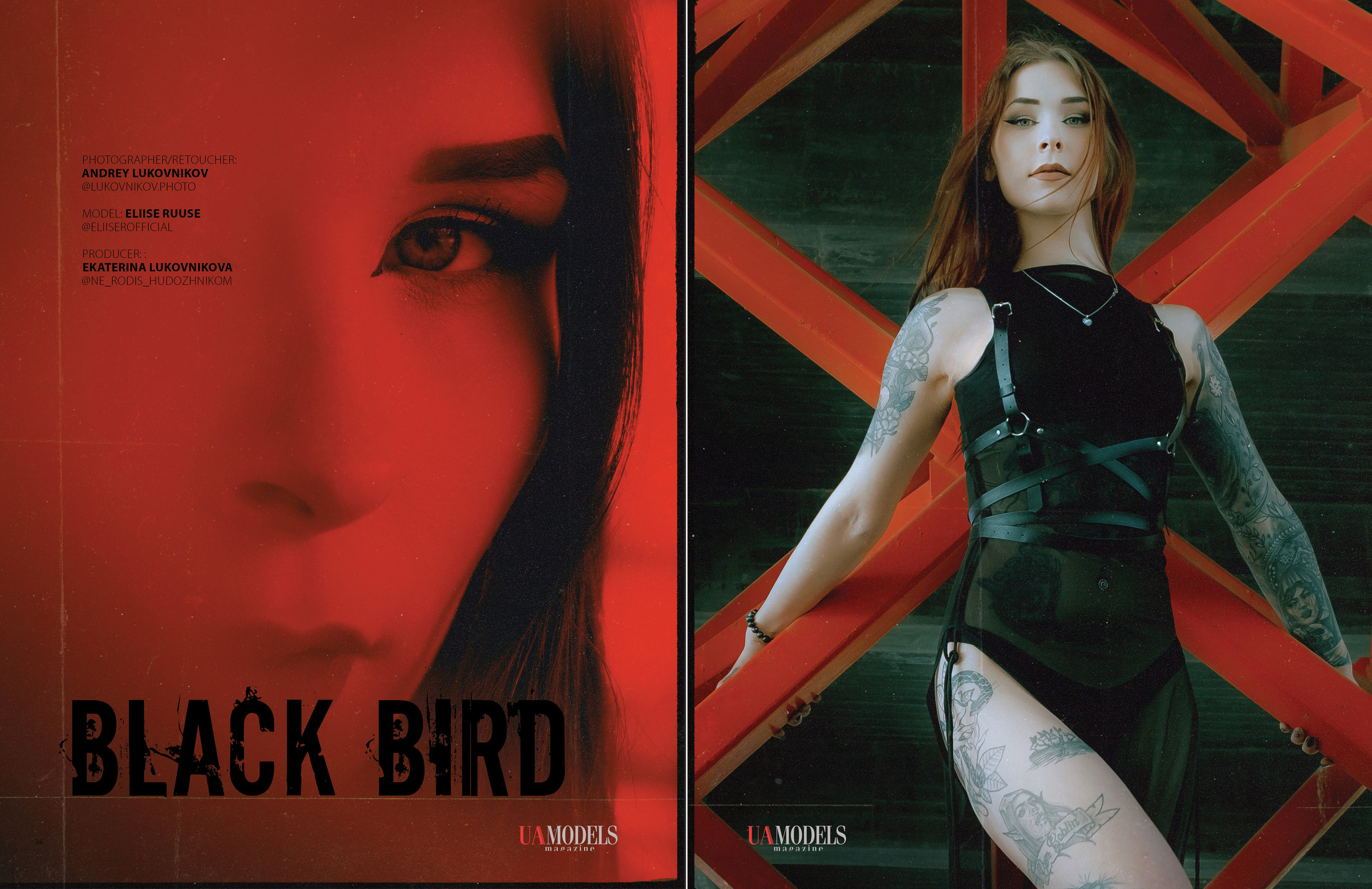 Black Bird