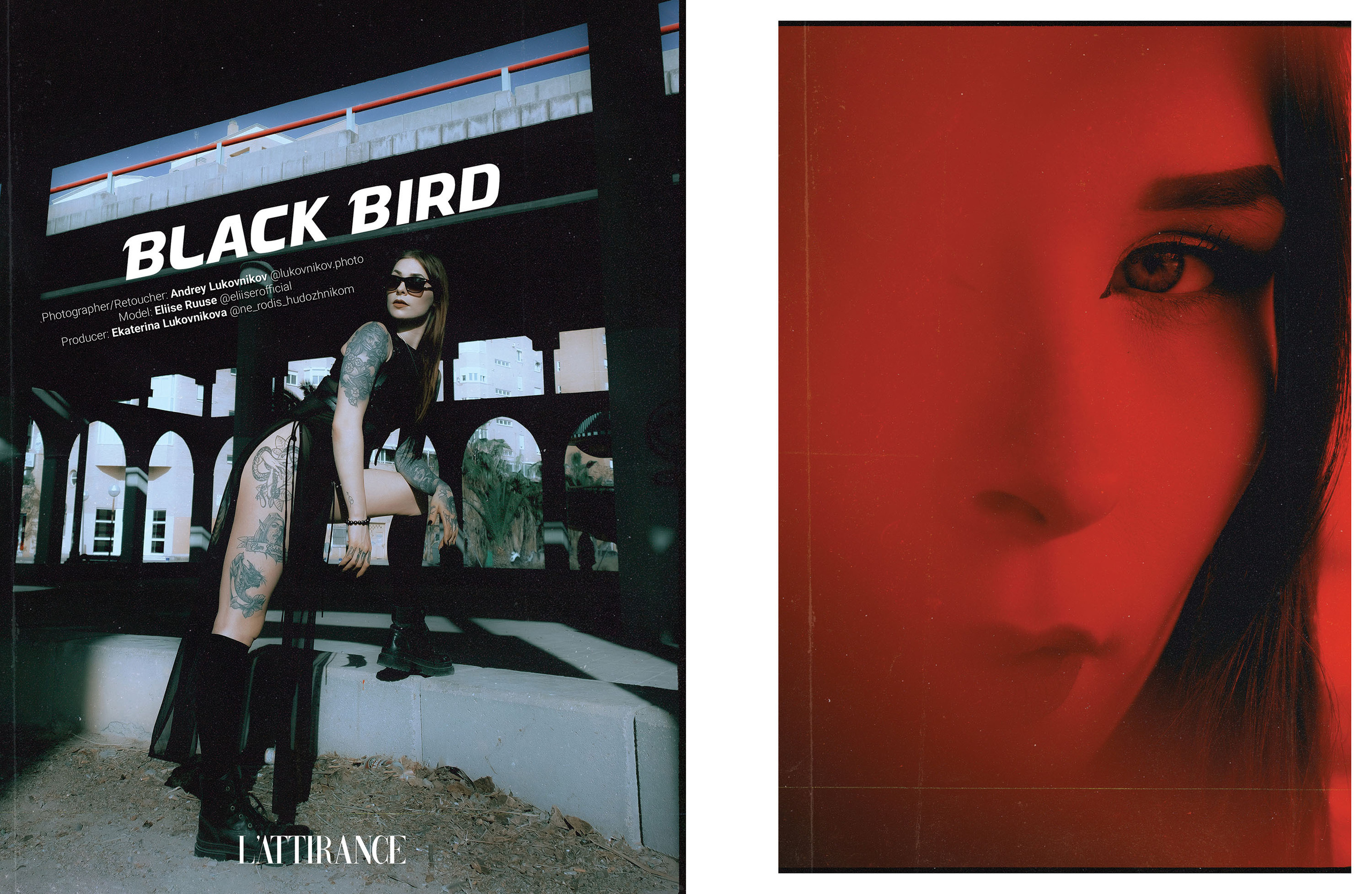 Black Bird