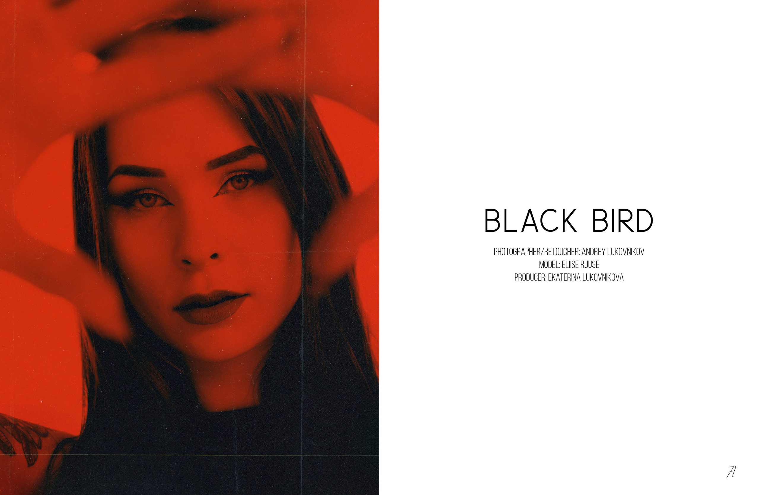 Black Bird
