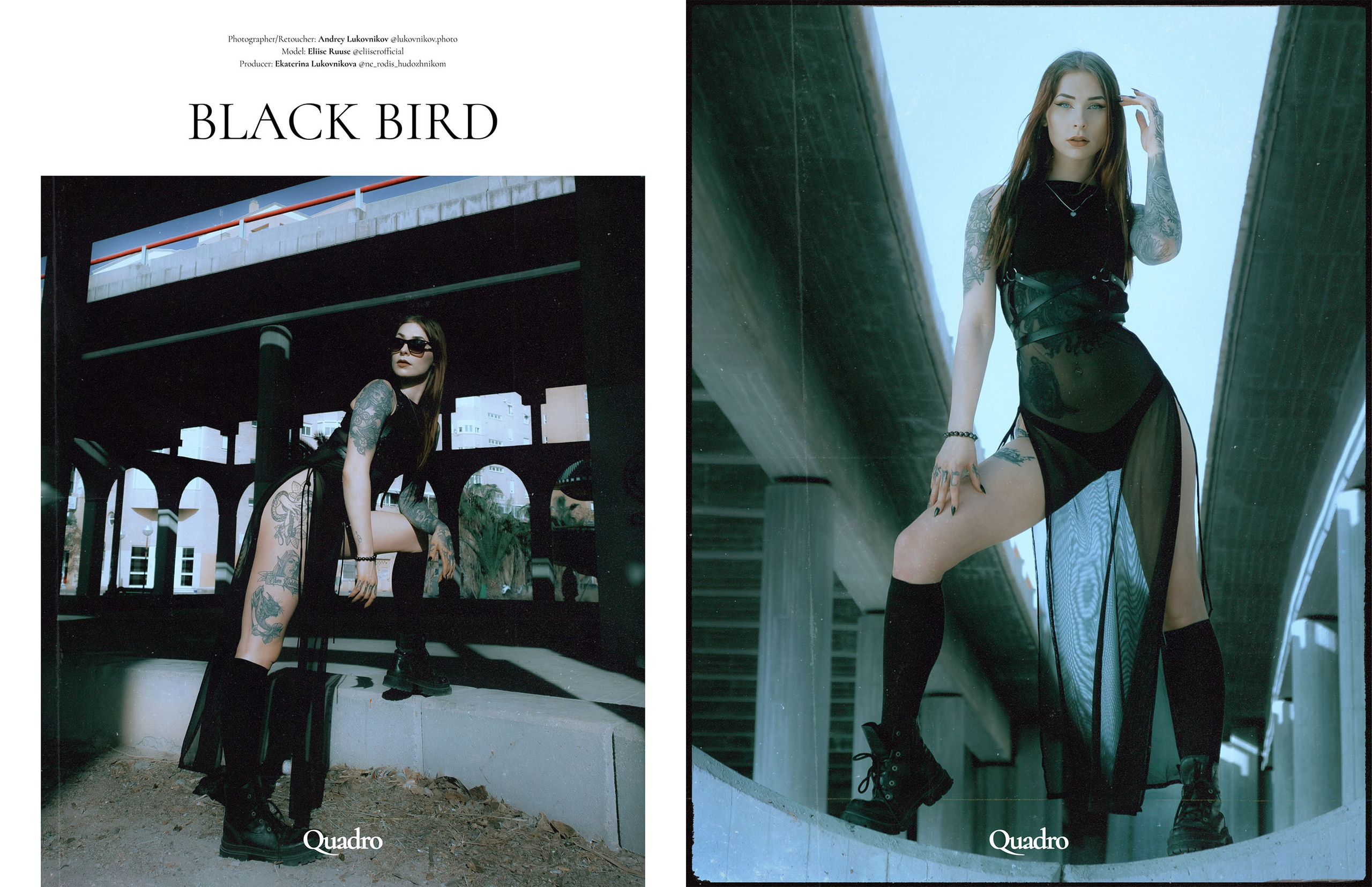 Black Bird