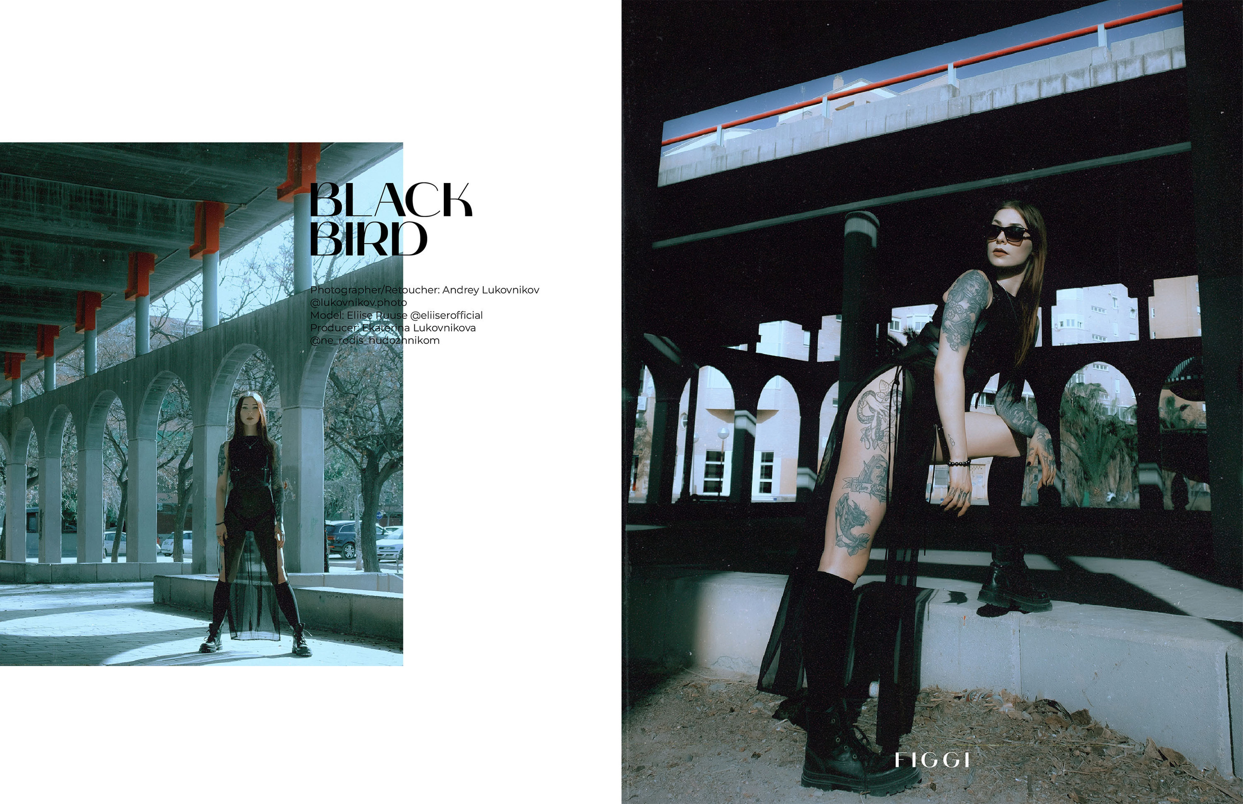 Black Bird