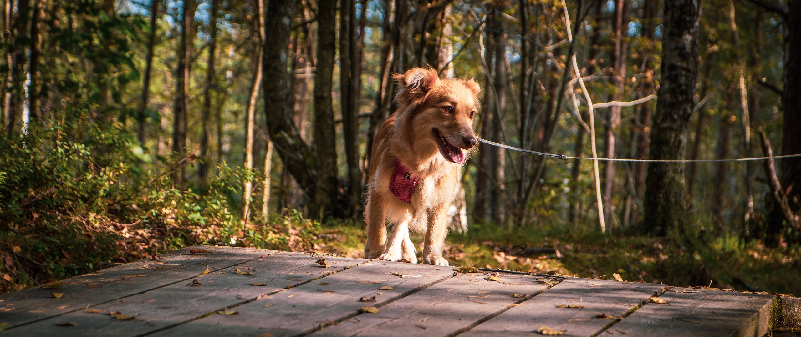 Nebula 25 — Fotod teie hingele