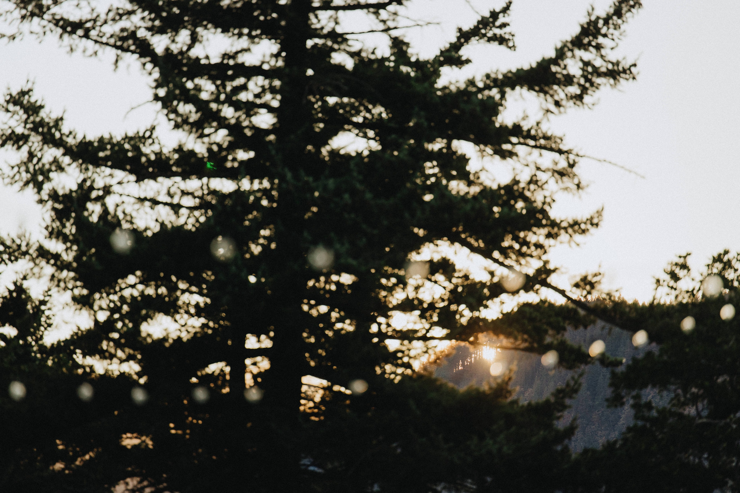 Brook & Richard's Wedding in Portland Oregon| Captured by Georgy Shishkin, Professional Wedding Photographer Seattle, Bend & Oregon Coast. Capturing Love in the Heart of the Pacific Northwes
