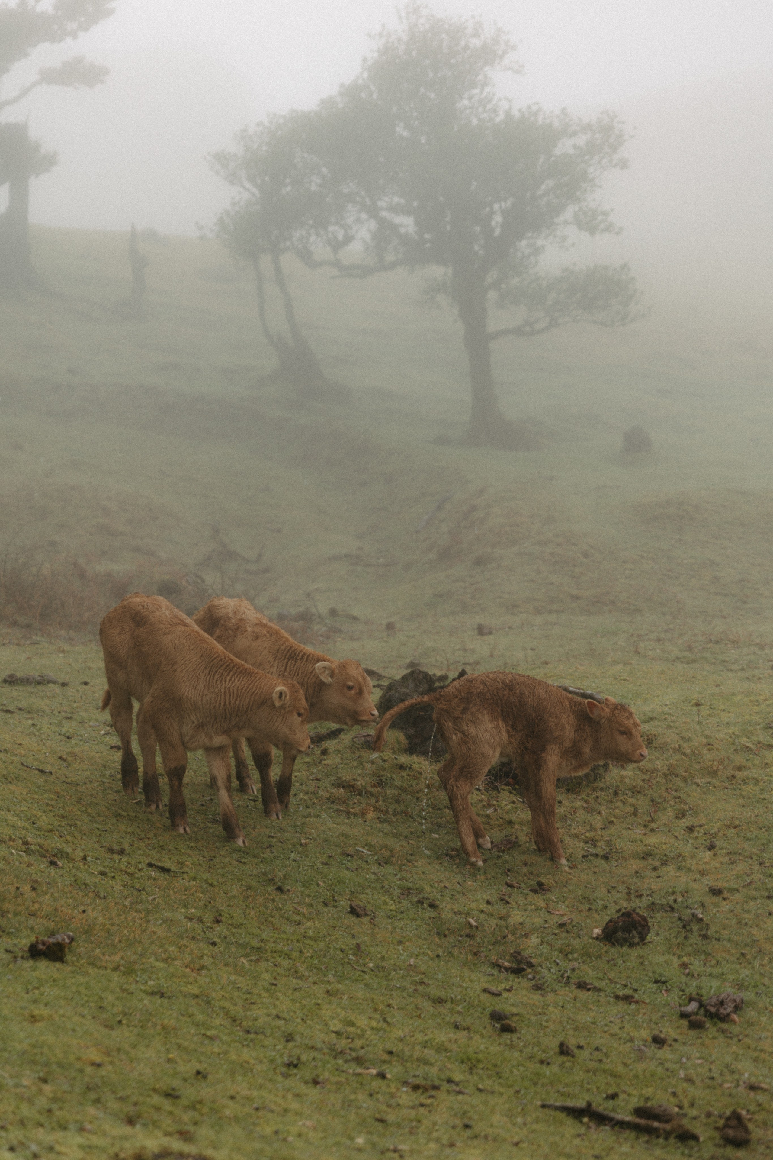 Magic of Fanal Forest. Wedding photographer and videographer based in Timisoara, Romania