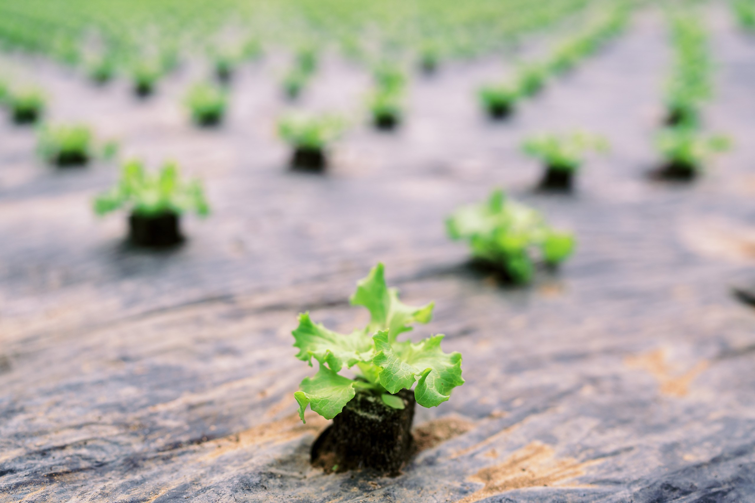 Olho Marinho — 100 Anos de História Viva!. Beyond Creative 20 | Cinematic Video & Photography Production Lisbon & Algarve