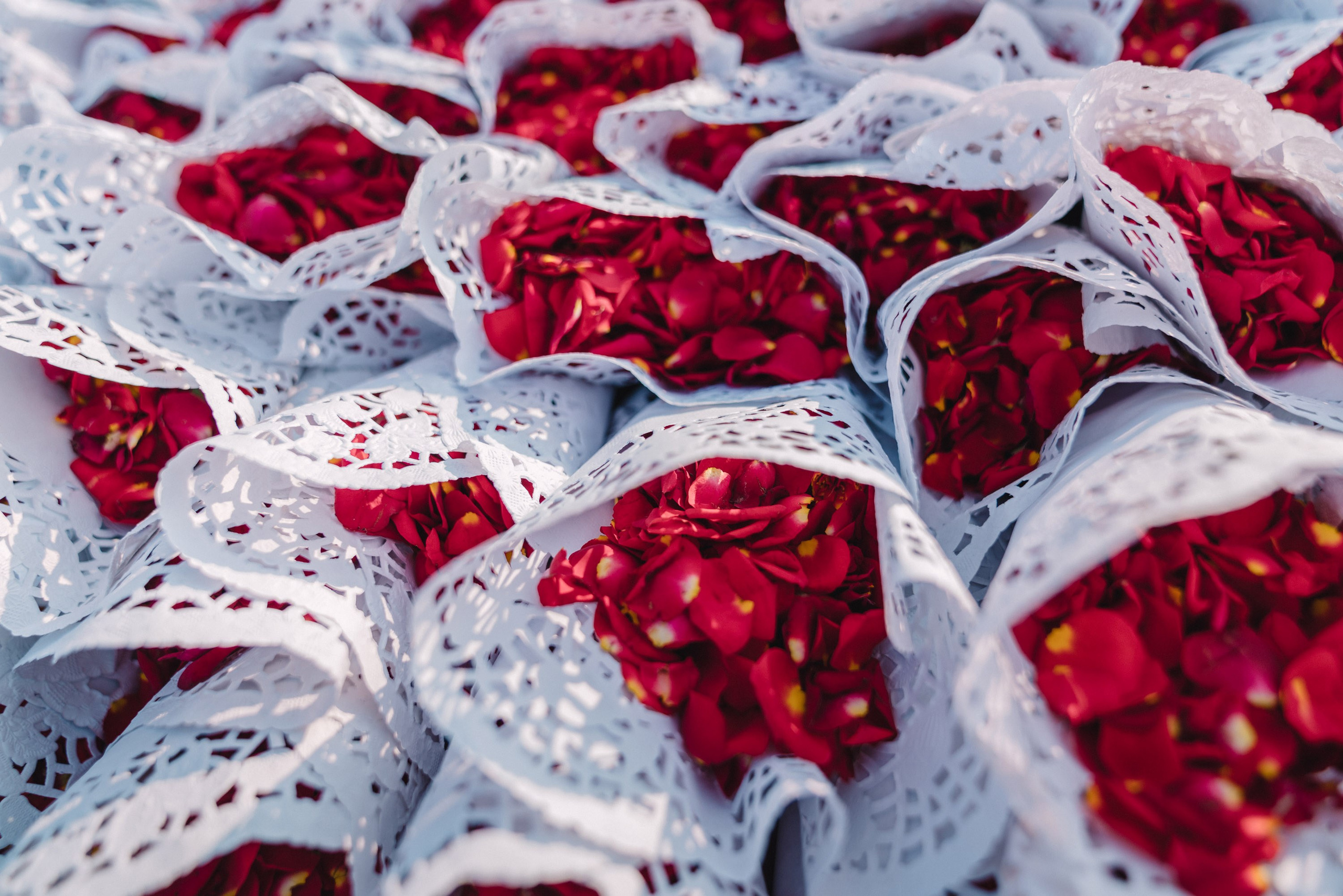 Petals of the roses shot closely