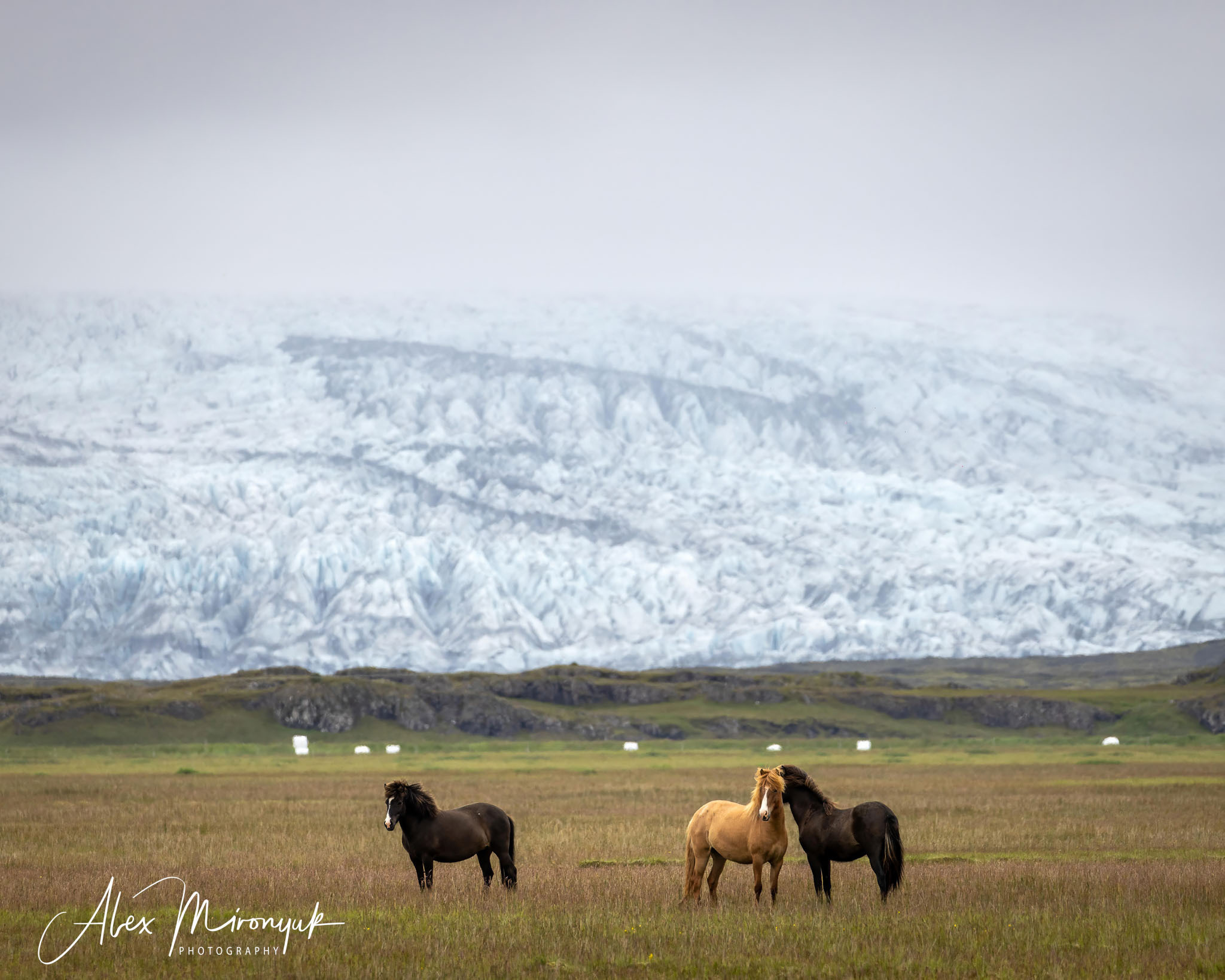 All Colors Of Iceland. Pet, Senior, Landscape, portrait studio, photographer in Miami and Sou