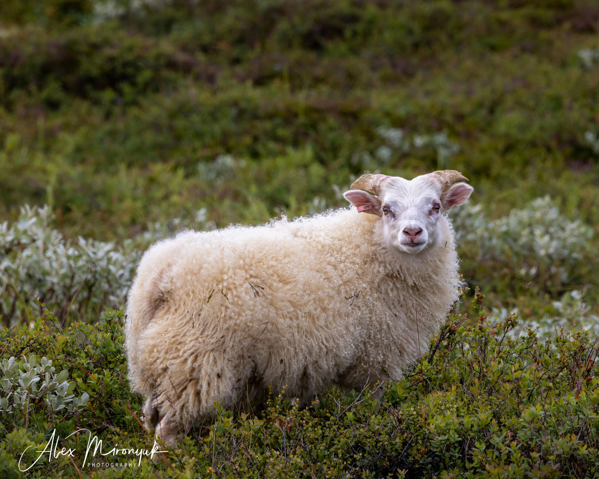 All Colors Of Iceland. Pet, Senior, Landscape, portrait studio, photographer in Miami and Sou