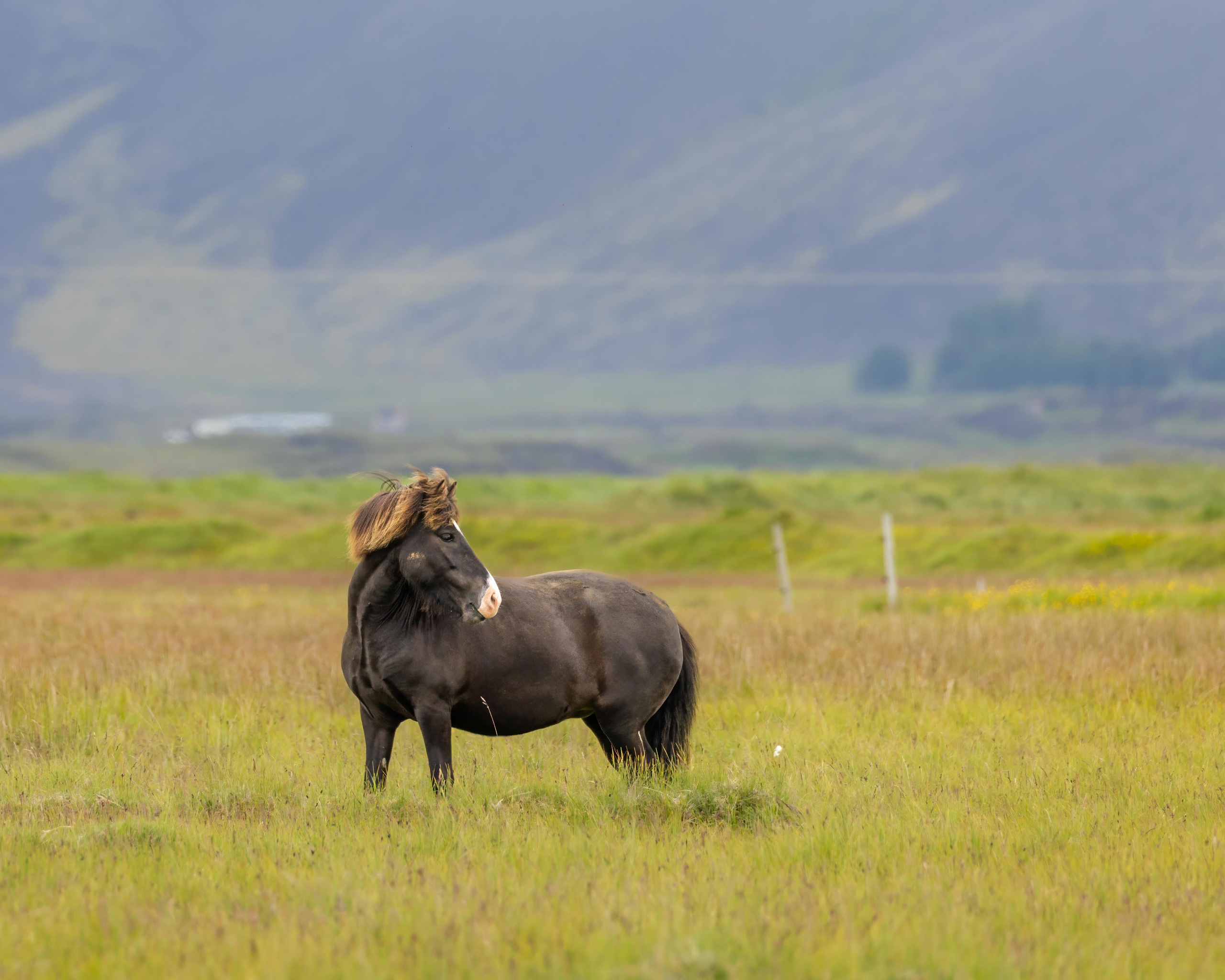 All Colors Of Iceland. Pet, Senior, Landscape, portrait studio, photographer in Miami and Sou