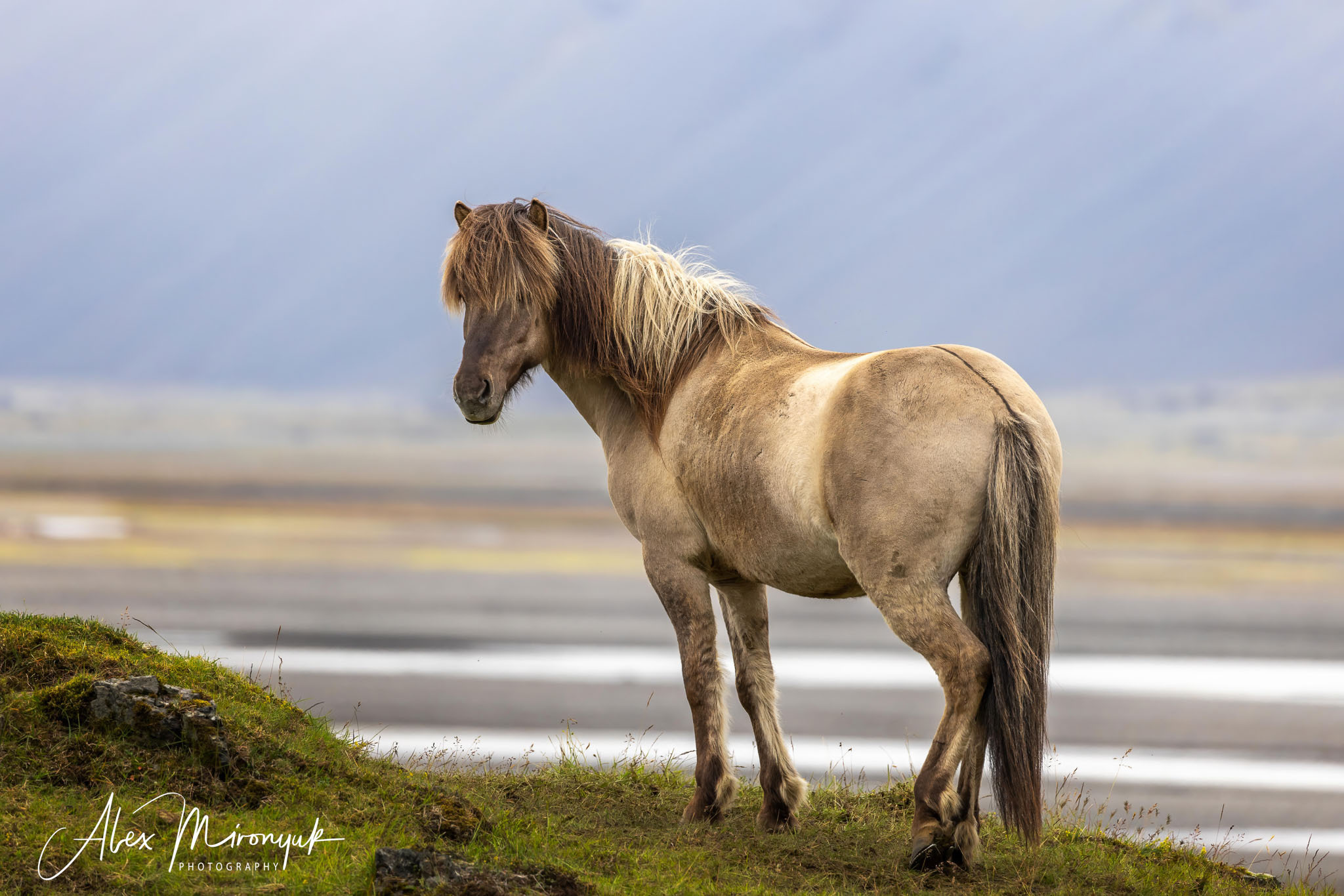 All Colors Of Iceland. Pet, Senior, Landscape, portrait studio, photographer in Miami and Sou
