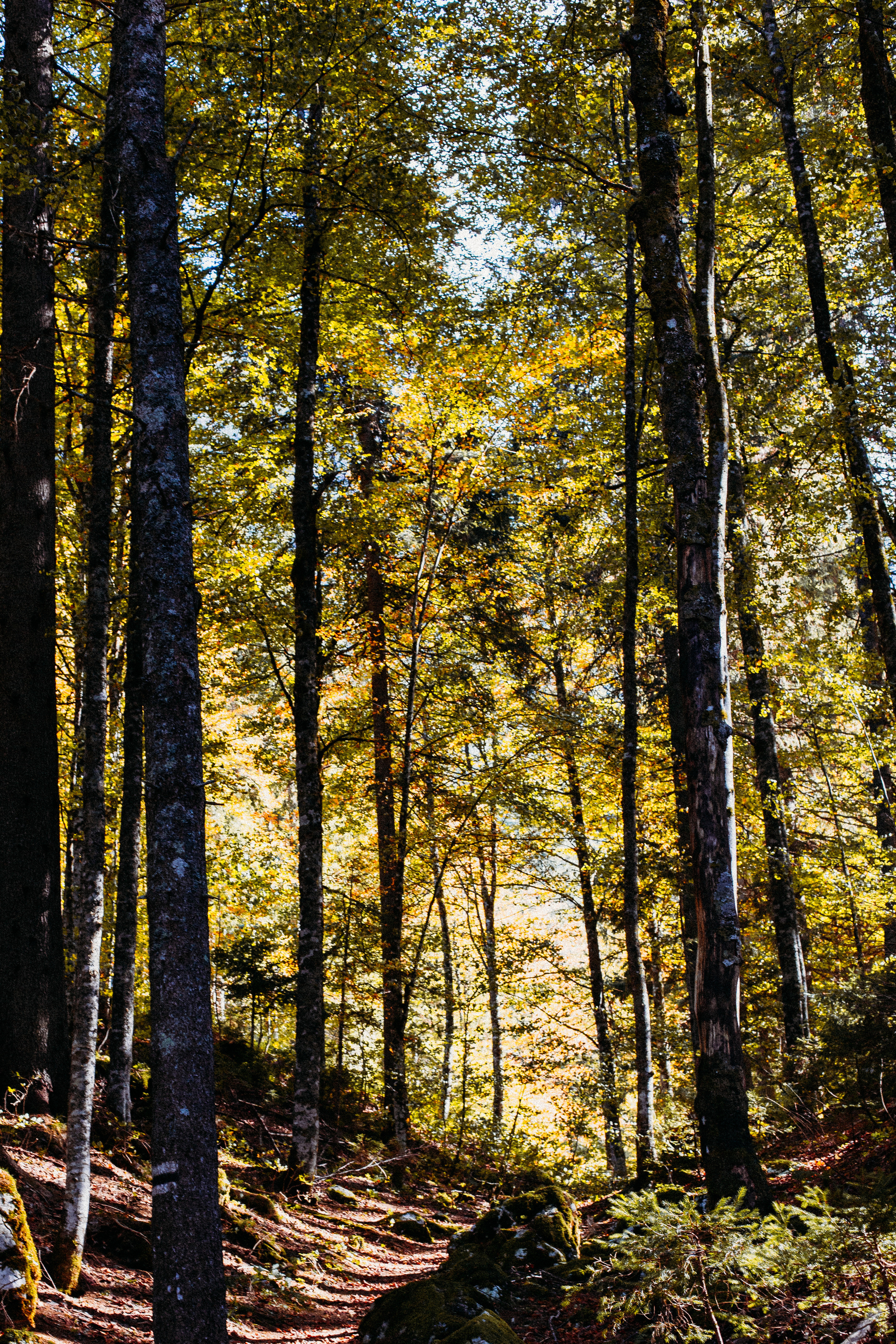 The pearl of the Friuli region