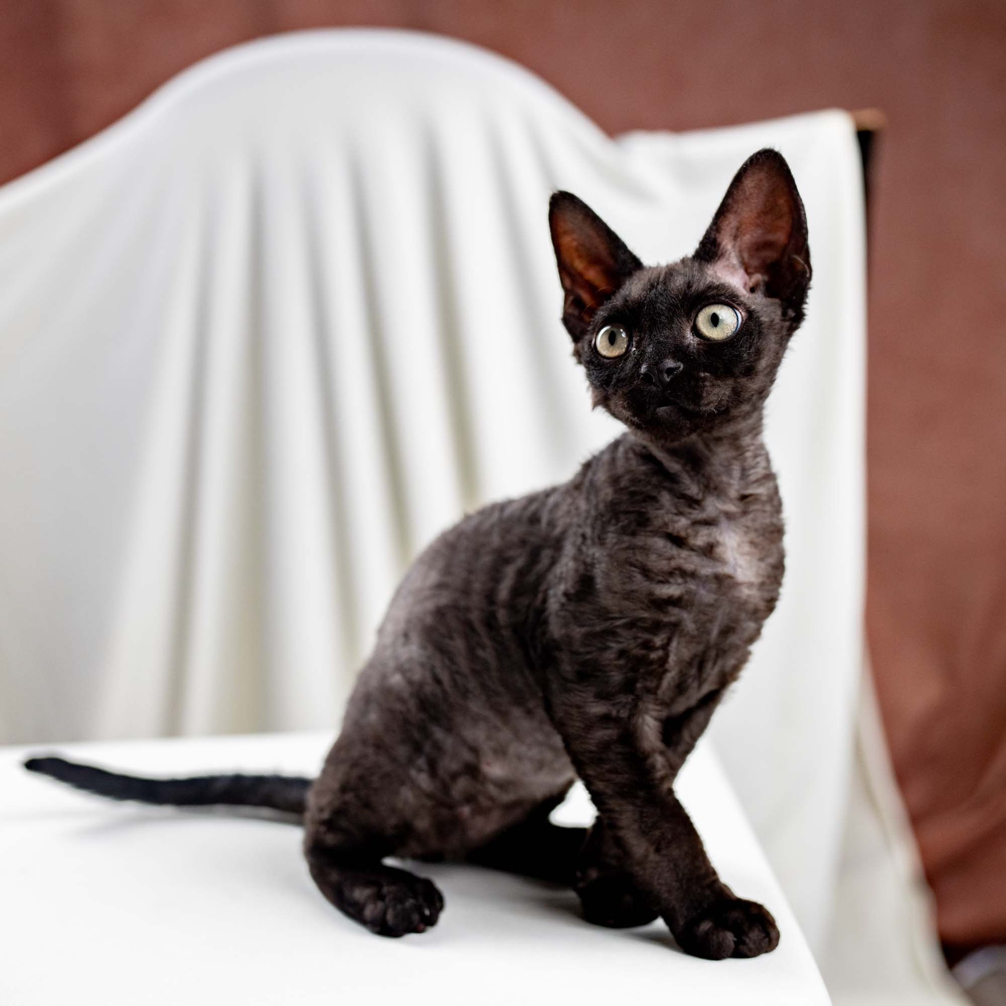 Smoke, boy,  born on  04.11.24, Sold. Devon Rex Pixie Cattery