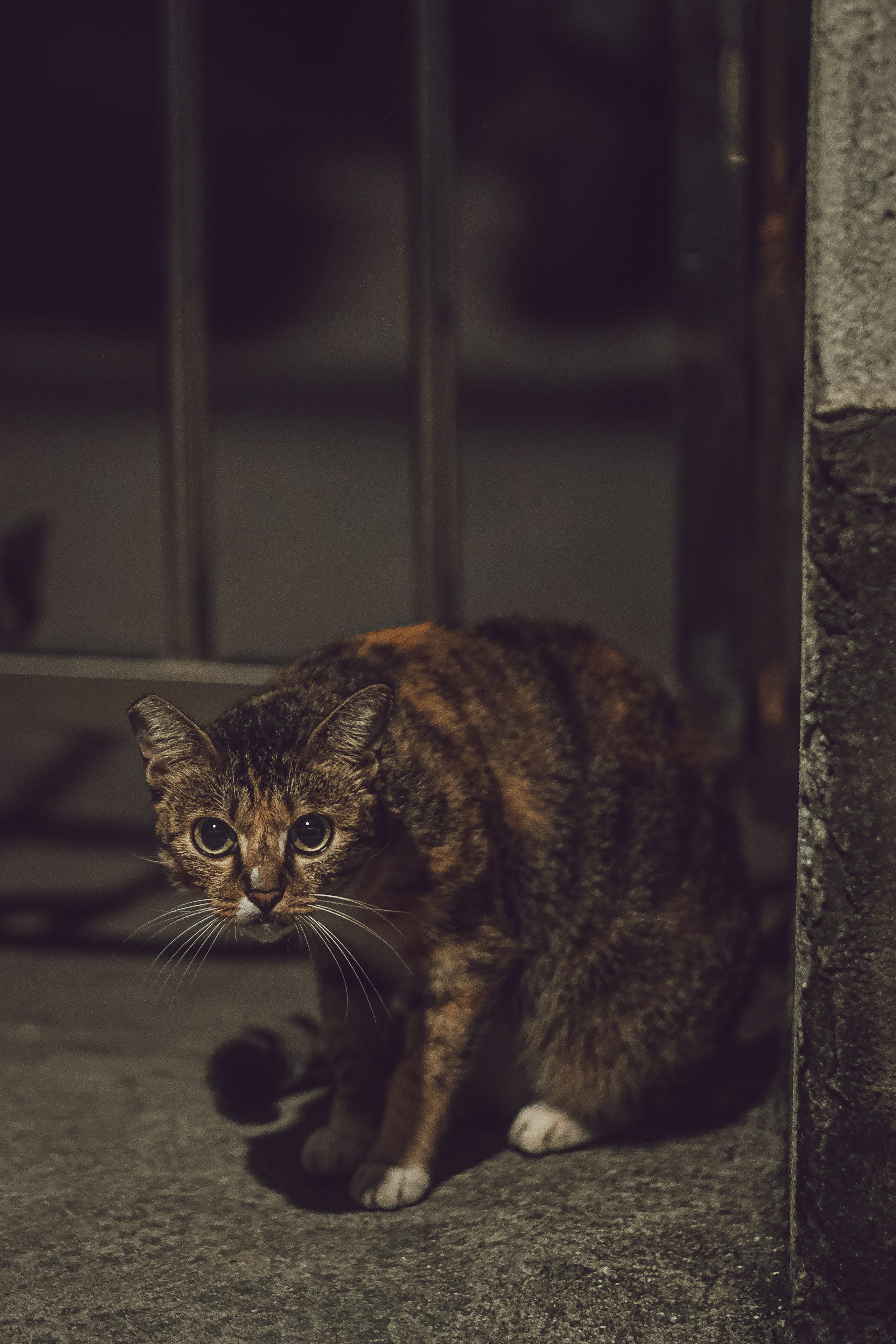 Feral Cat in Guangzhou