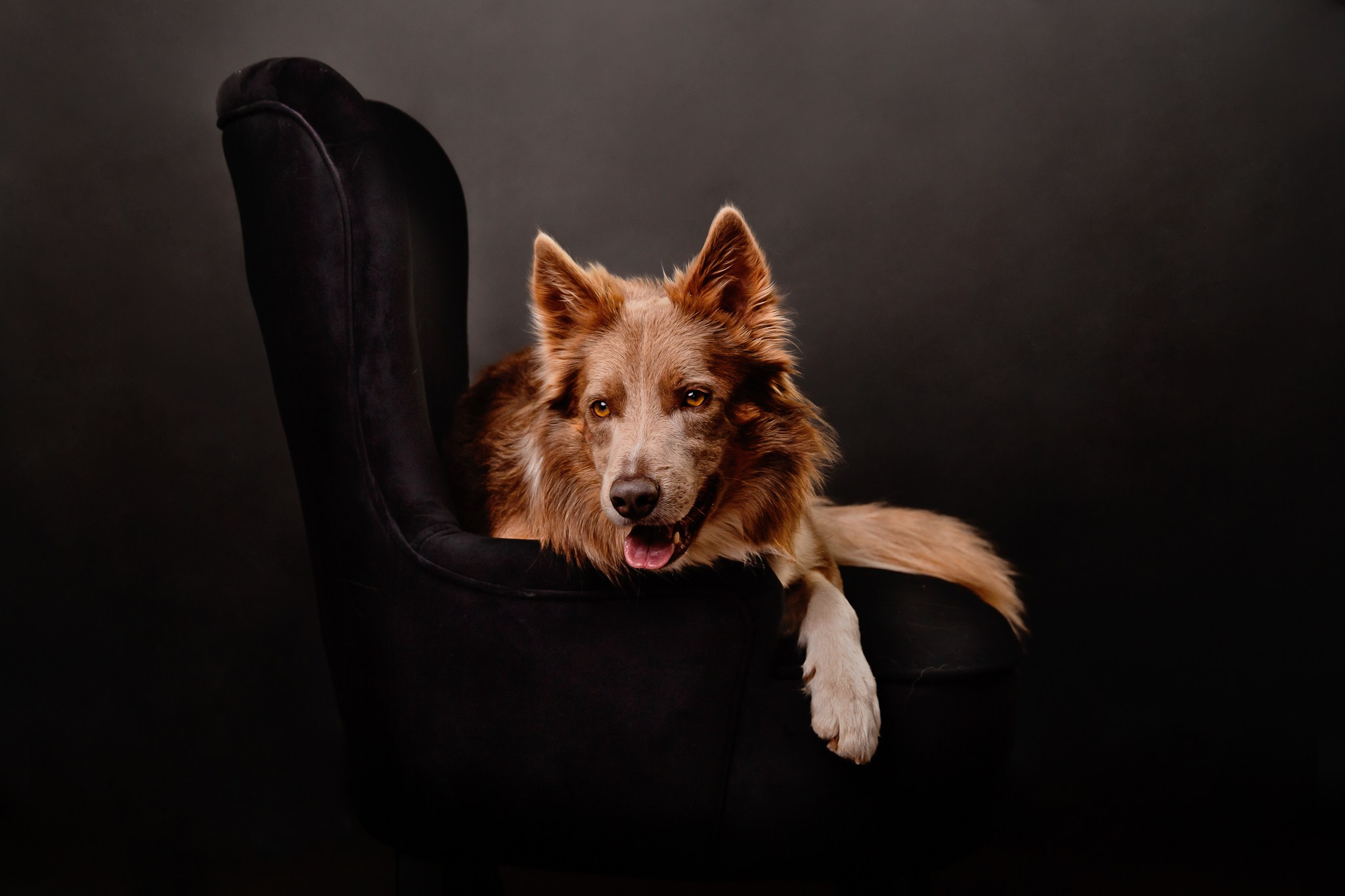 PETS. Fotograf de portret si boudoir in cluj napoca