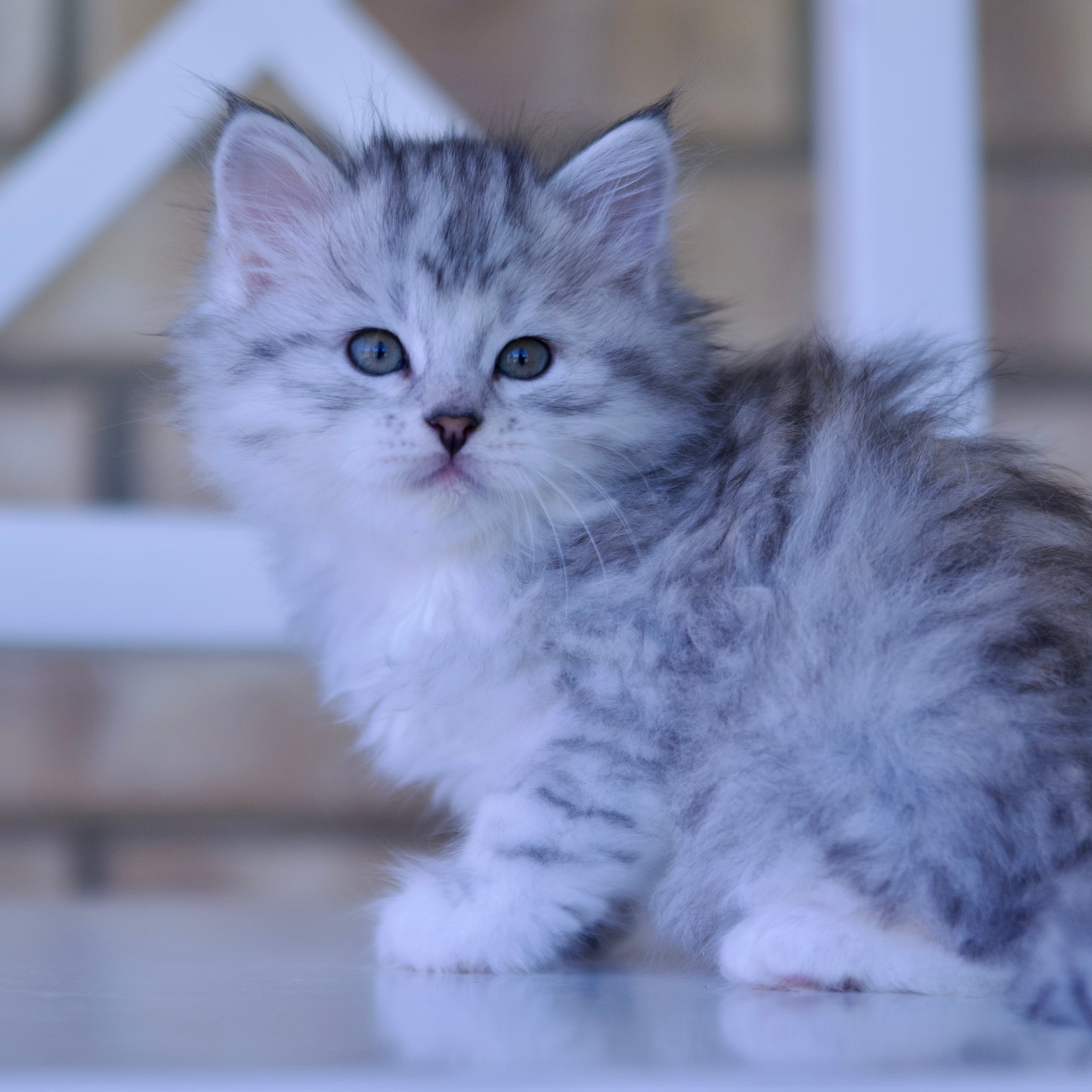 Taisiya & Kasyan’s Siberian Kittens Born June 2025 — Astera Siberians Dallas TX. Astera Siberians |Hypoallergenic Kittens